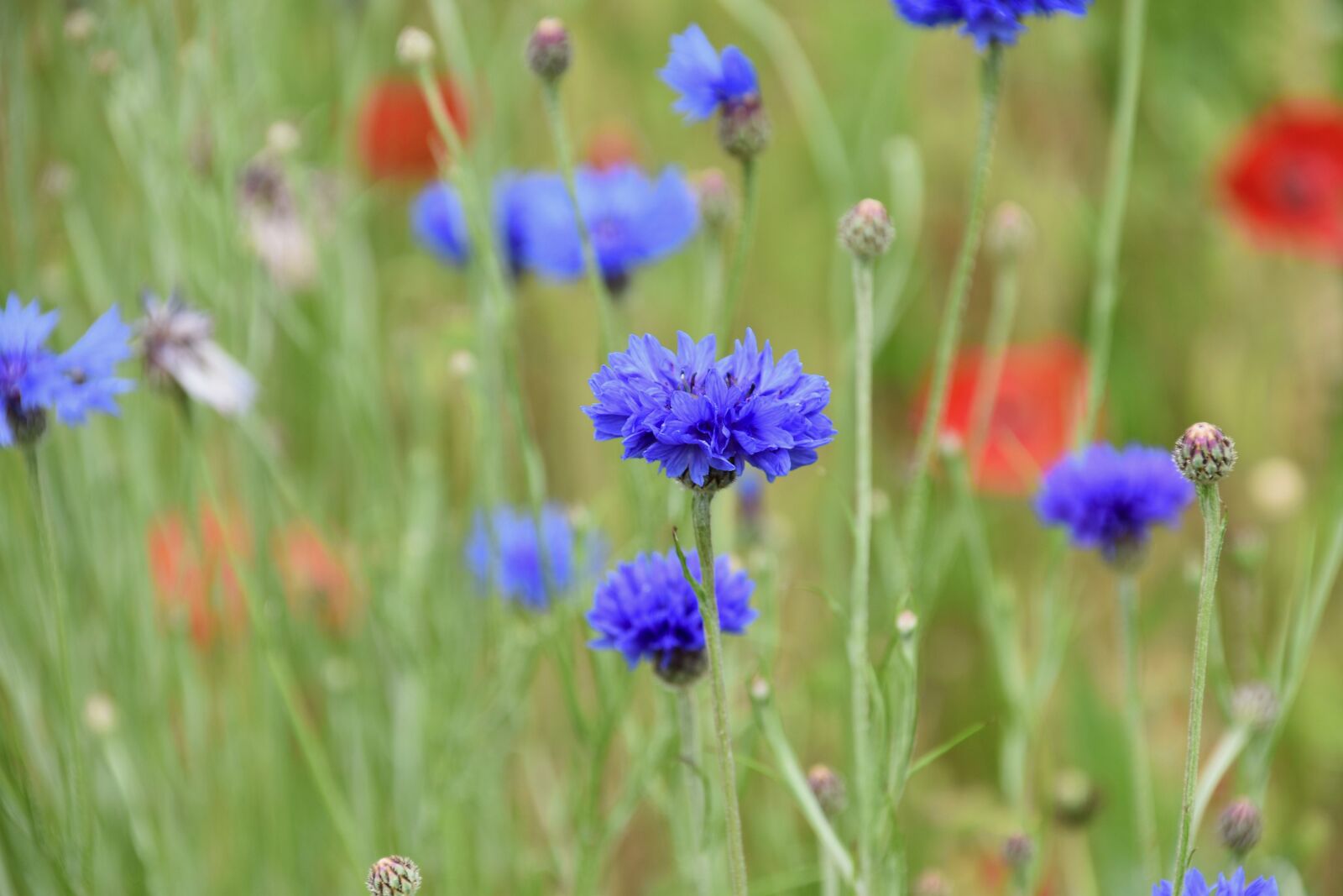 Nikon D5600 sample photo. Flower, blueberry, flowers field photography