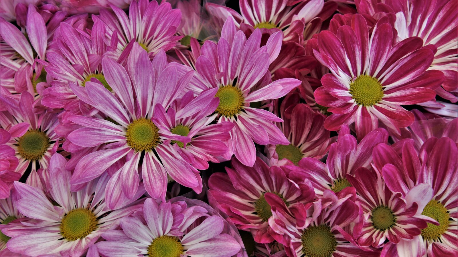 Canon EOS 80D sample photo. Margarita, the petals, bouquet photography