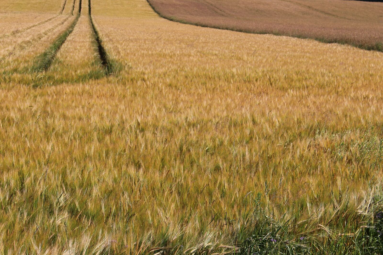 Canon EOS 100D (EOS Rebel SL1 / EOS Kiss X7) sample photo. Fields, edge of field photography