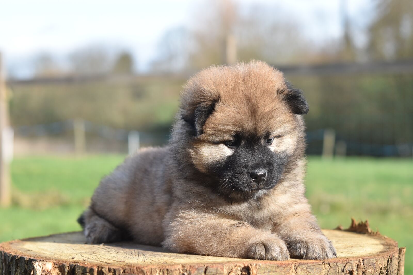 Nikon D5600 sample photo. Dog, bitch, pup photography