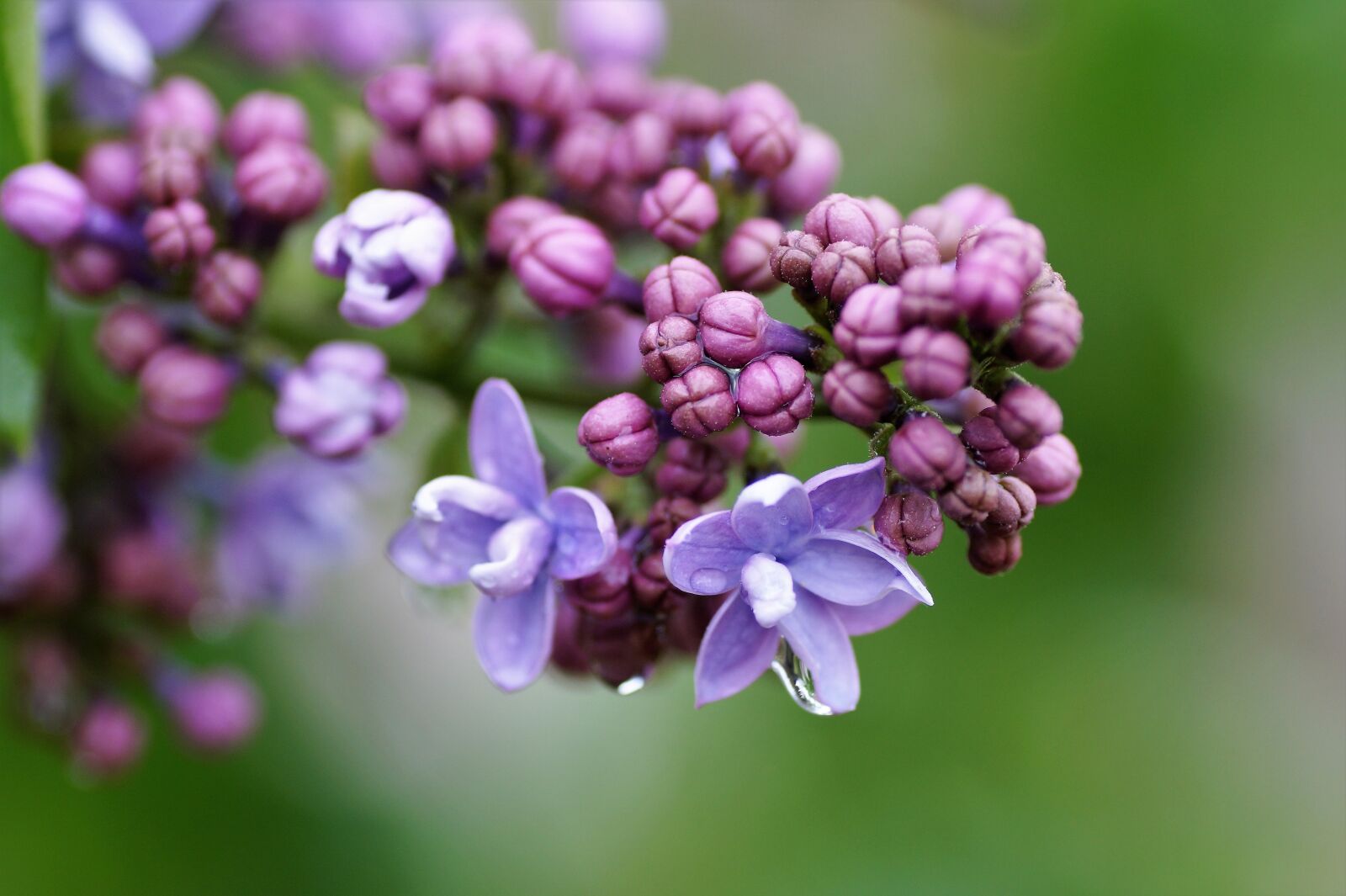 Sony SLT-A58 sample photo. Lilac, without, violet photography