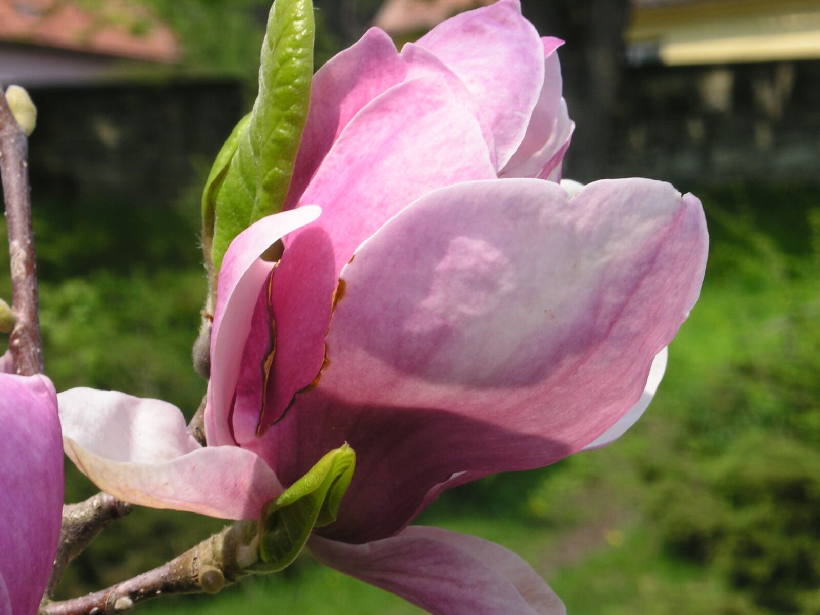KONICA MINOLTA DiMAGE F200 sample photo. Magnolia, spring, flowers photography