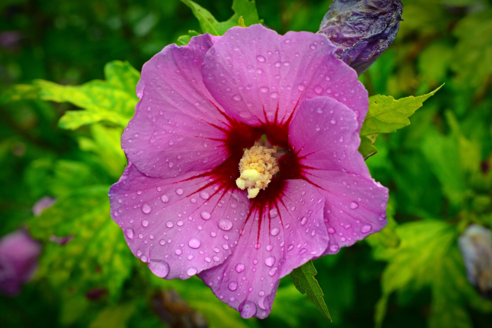 Nikon D5200 sample photo. Althaea rosea, blossom, bloom photography