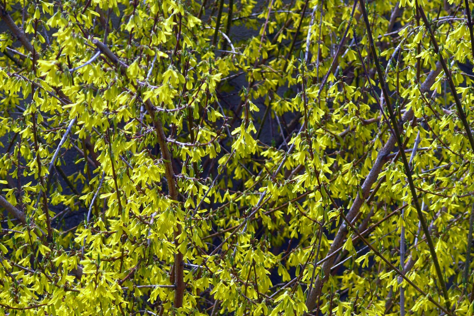 Panasonic DMC-FZ50 sample photo. Laburnum, spring, forsythia intermedia photography