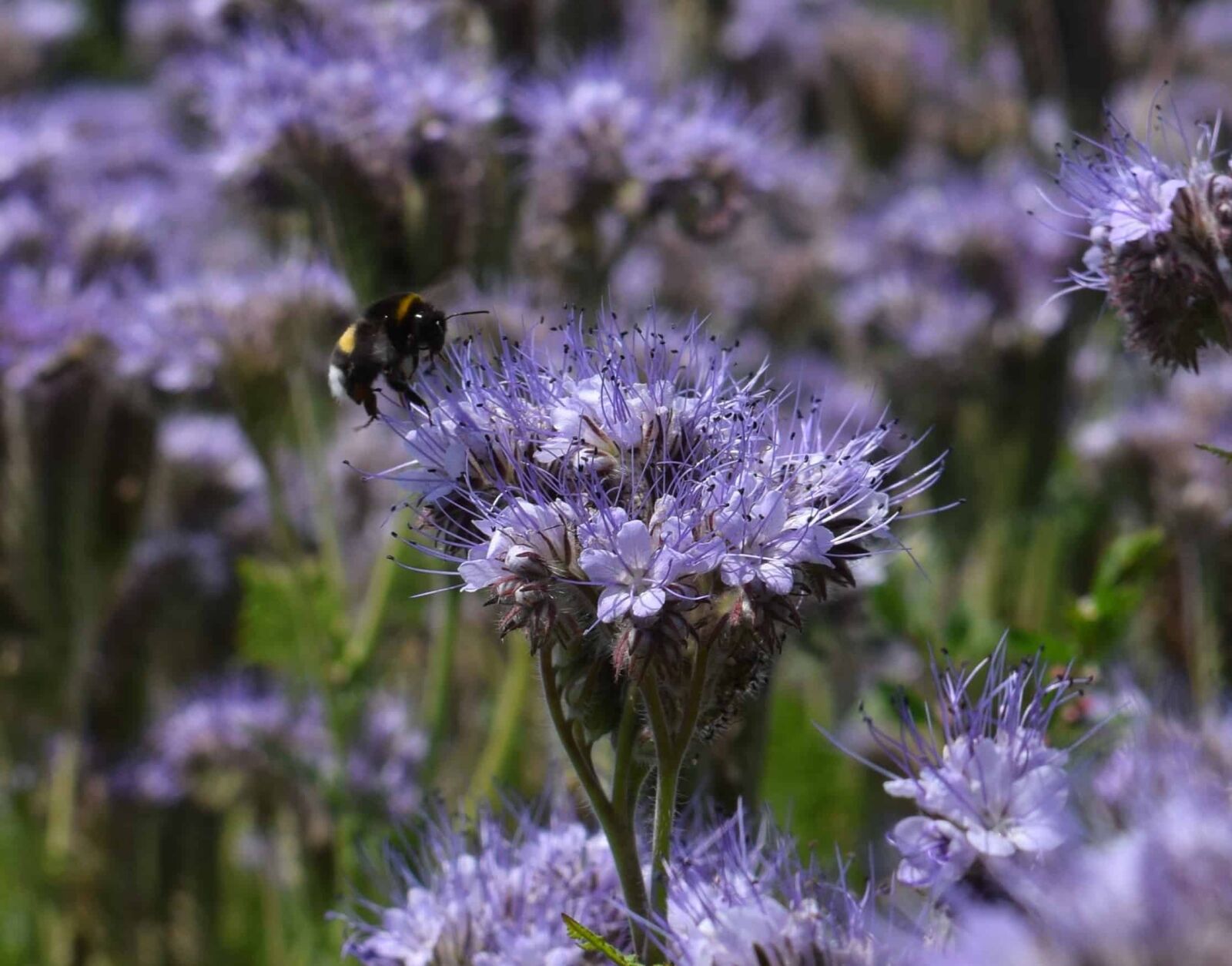 Nikon D3300 sample photo. Flora, wild, nature, insect photography