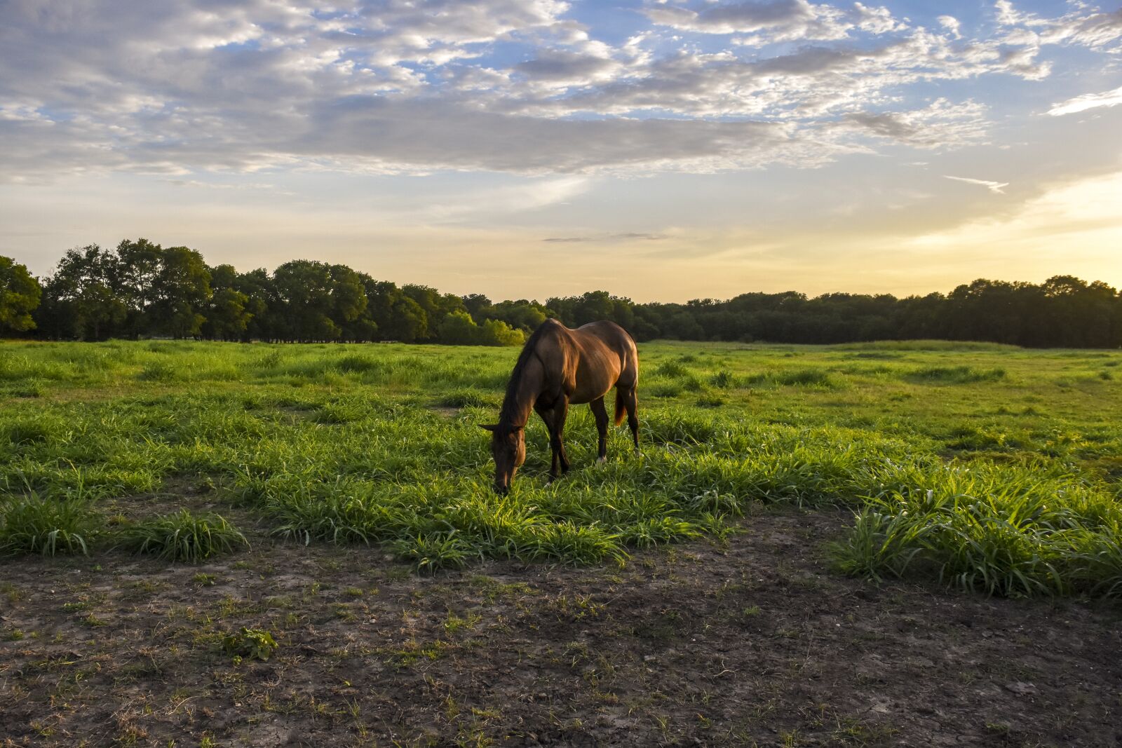 Nikon D7200 sample photo. Horse, grazing, sky photography