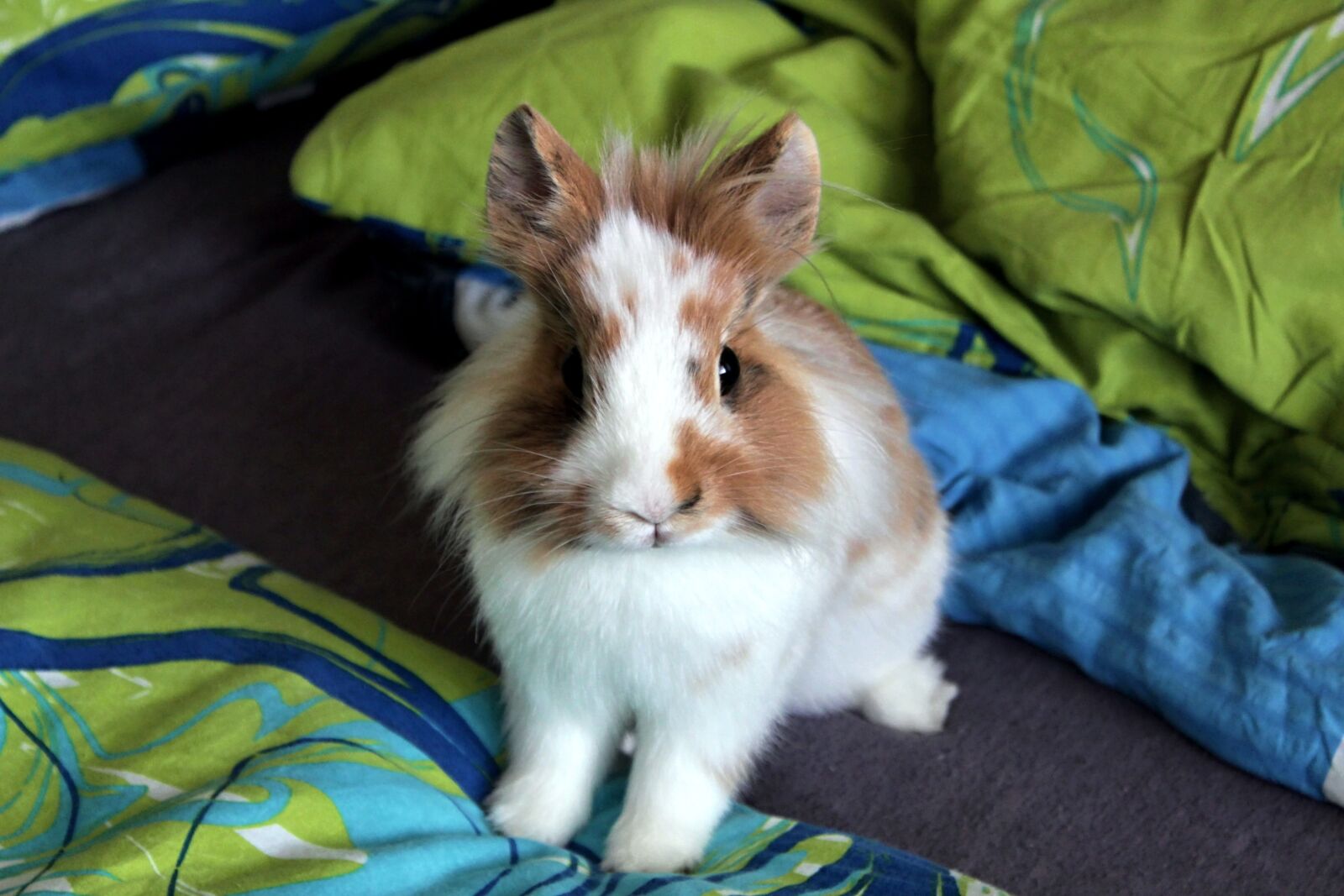Canon EOS 1300D (EOS Rebel T6 / EOS Kiss X80) sample photo. The rabbit the lion's photography