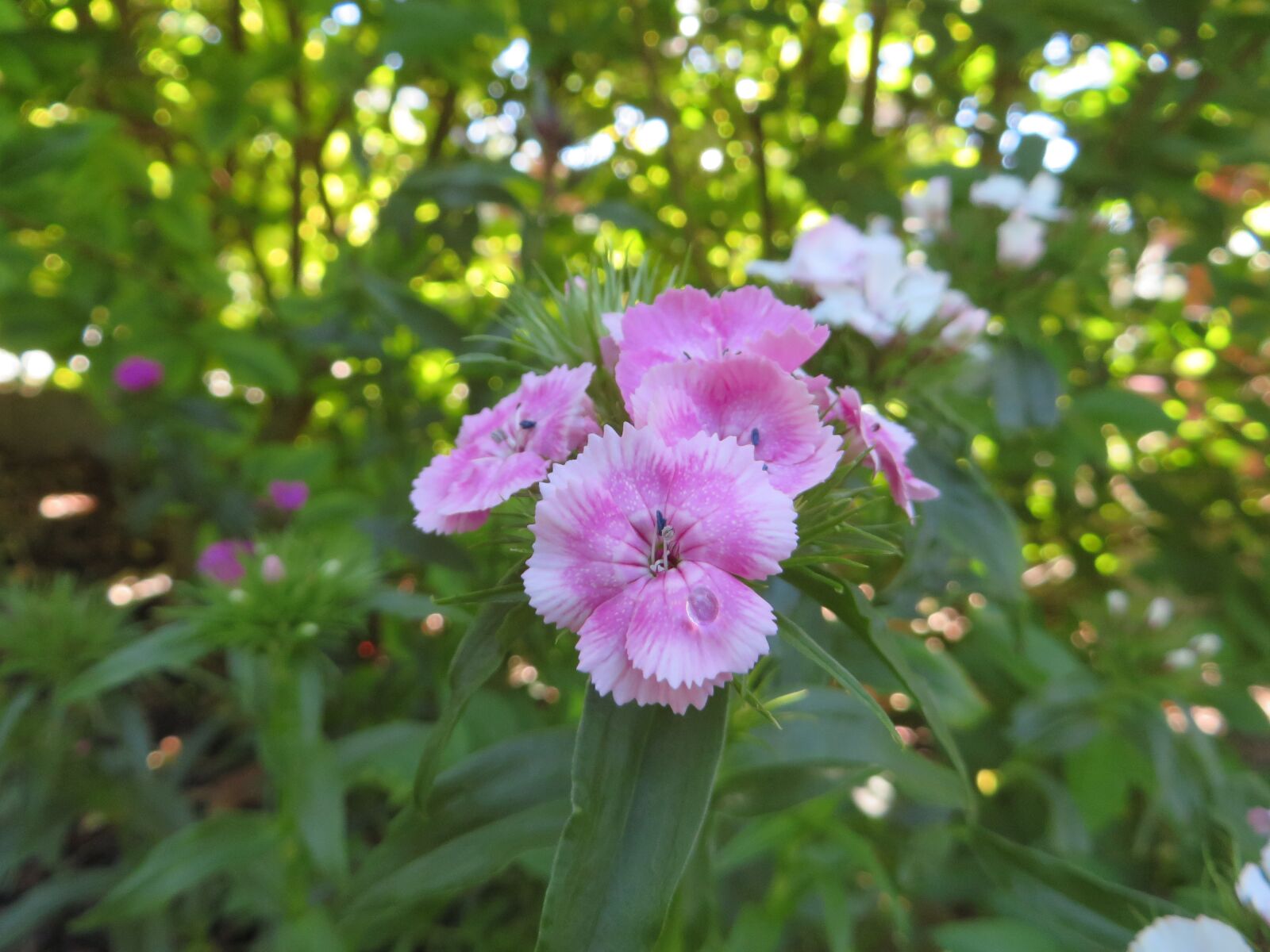Canon PowerShot SX270 HS sample photo. Flowers, nature, pink flower photography