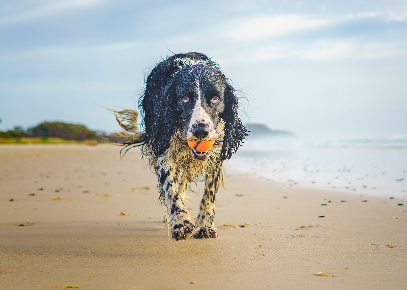 Sony FE 28mm F2 sample photo. Dog, beach, spaniel photography