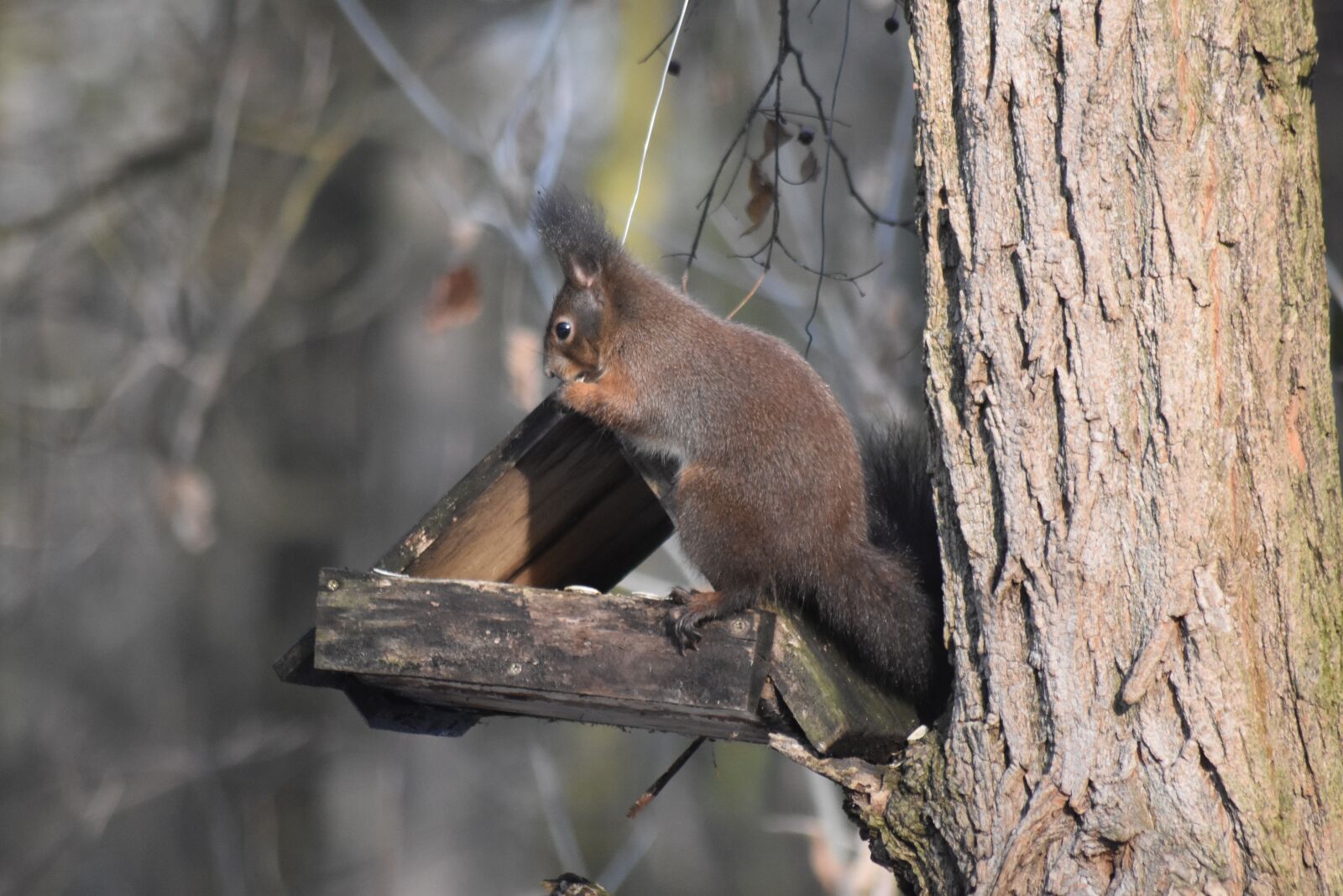 Nikon D7200 sample photo. Squirrel, forest, nature photography