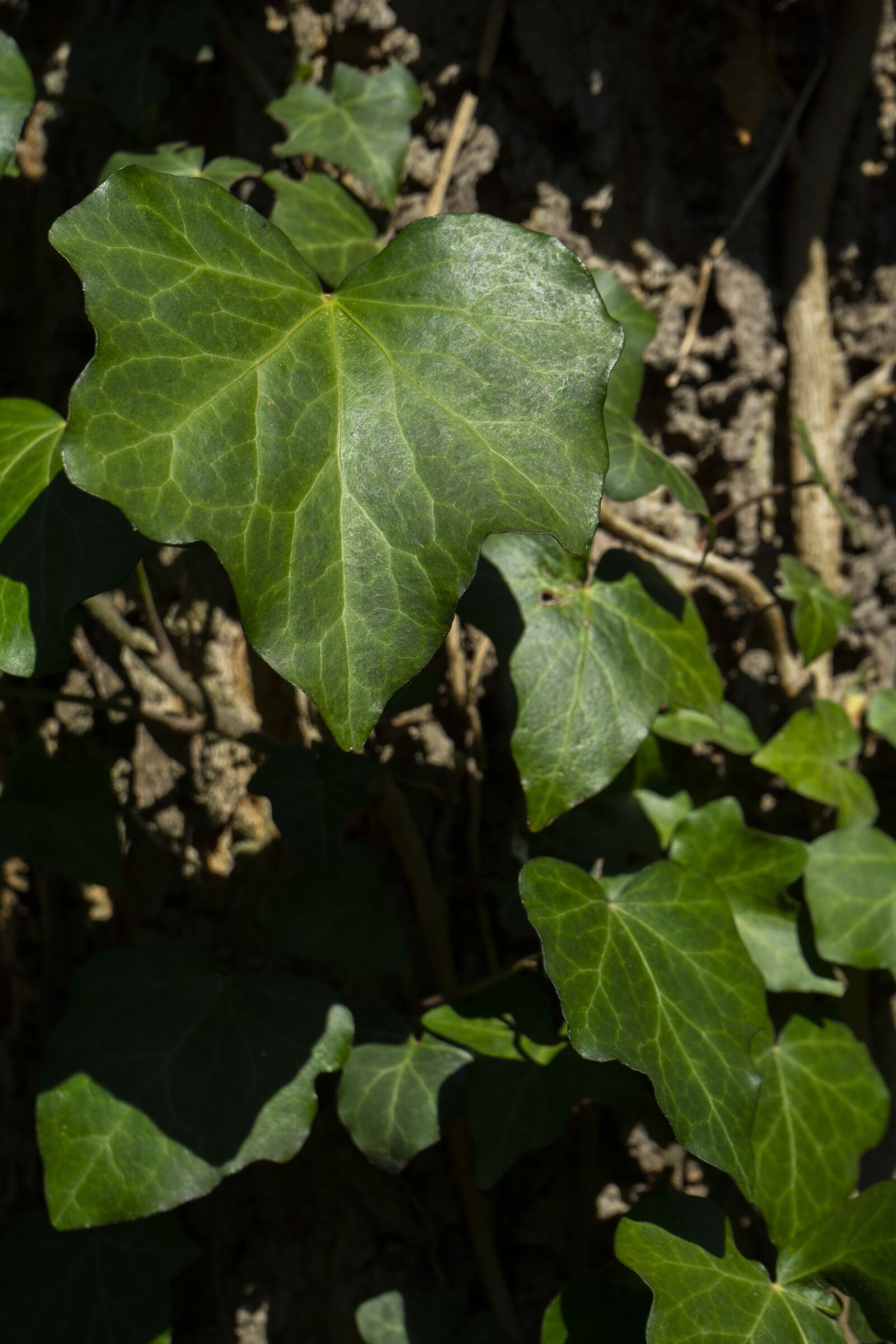 Sony a7 II + Sony FE 28-70mm F3.5-5.6 OSS sample photo. Foliage, wood, background photography