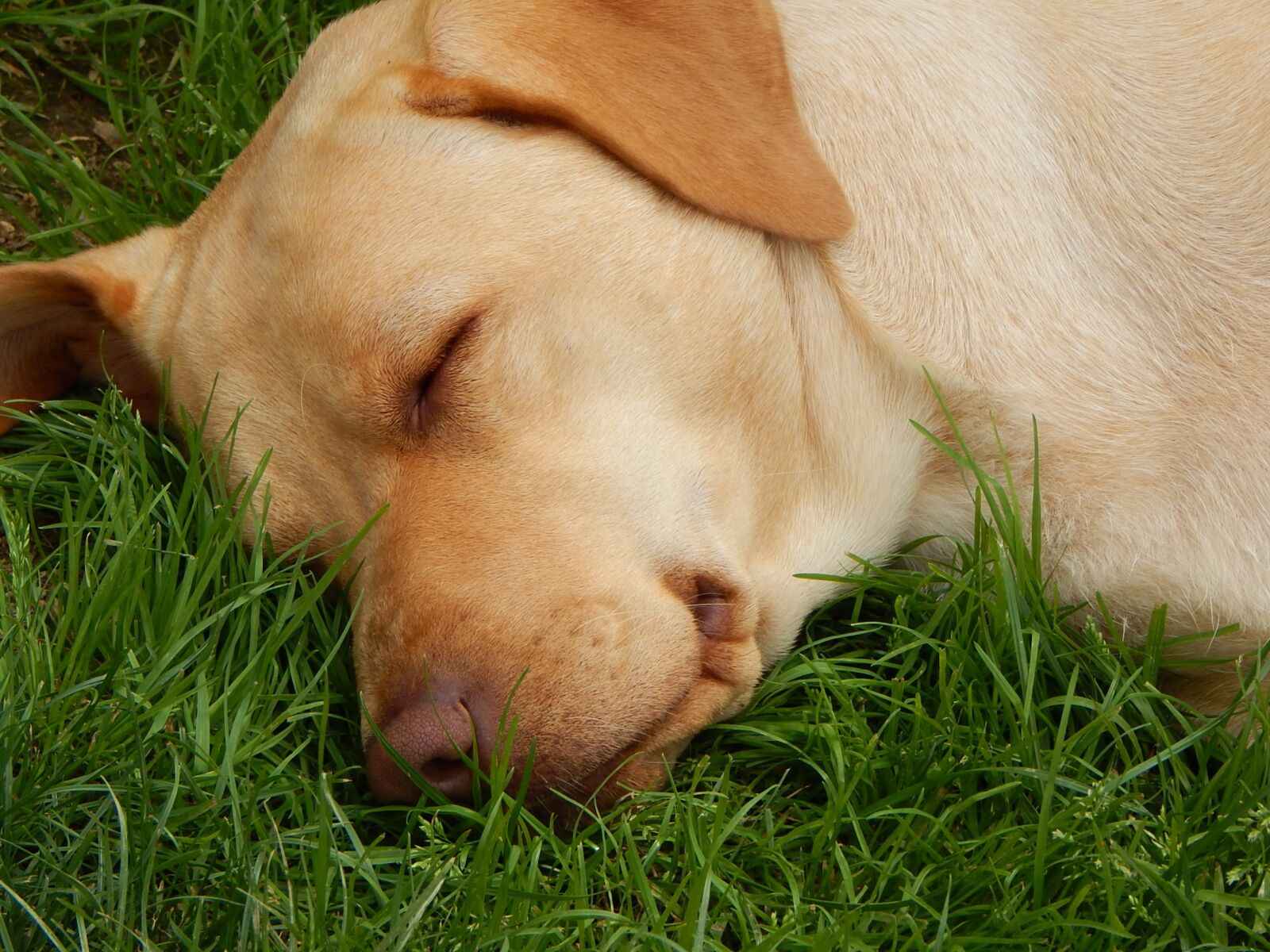 Nikon Coolpix L830 sample photo. Dog, sleep, grass photography