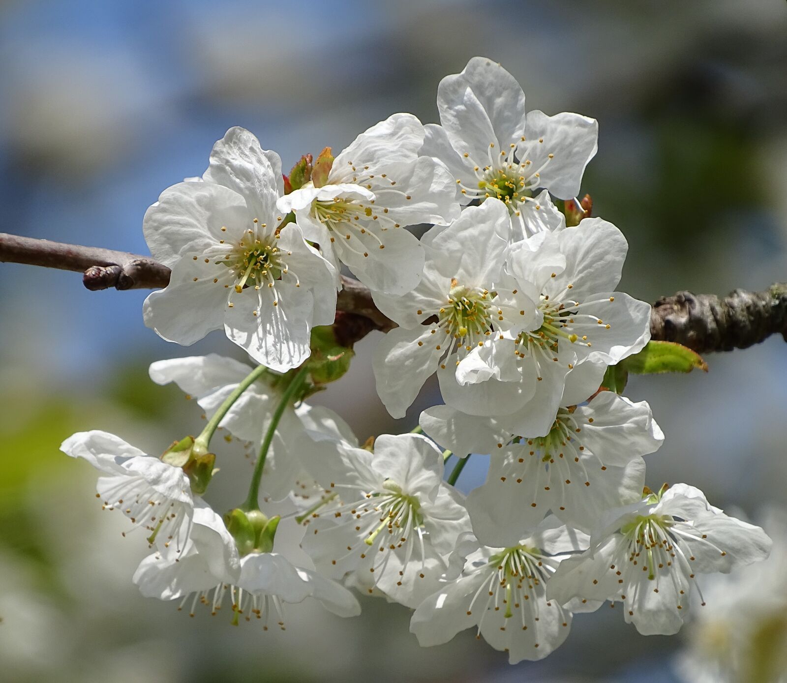 Sony Cyber-shot DSC-HX400V sample photo. Cherry blossom, white, close photography