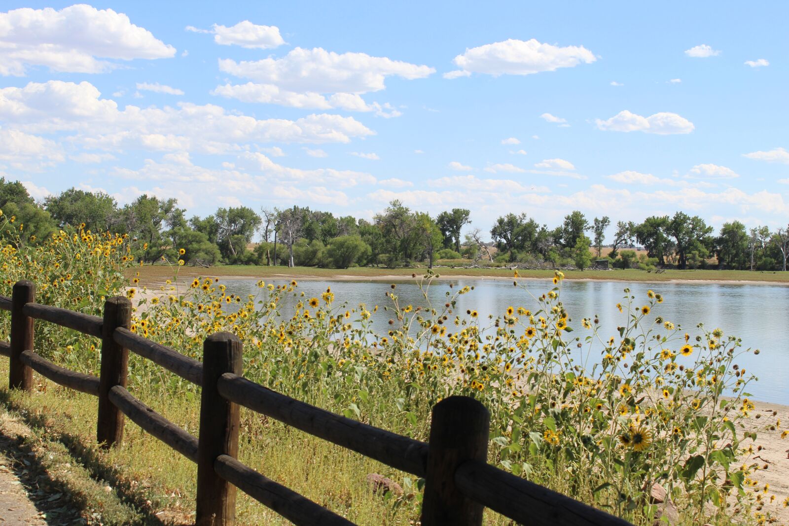 Canon EOS 1300D (EOS Rebel T6 / EOS Kiss X80) sample photo. Sunflowers, lake, reservoir photography