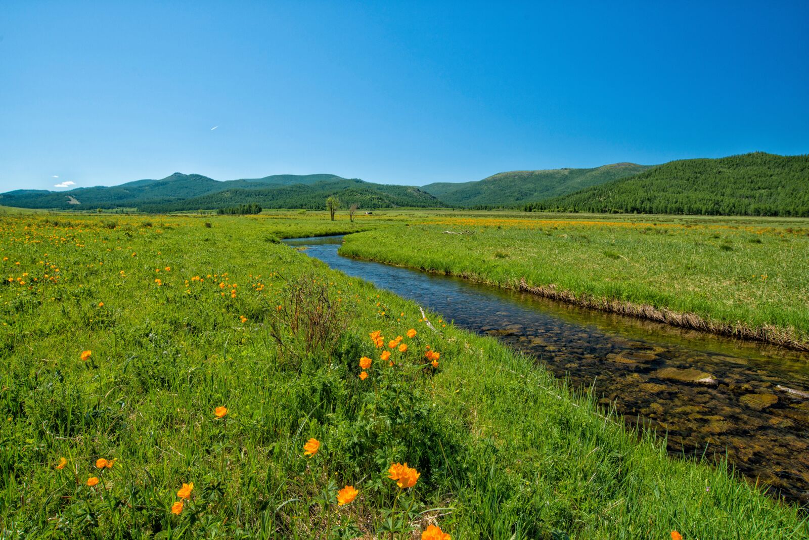 Nikon D800E sample photo. Brook, green valley, flowers photography
