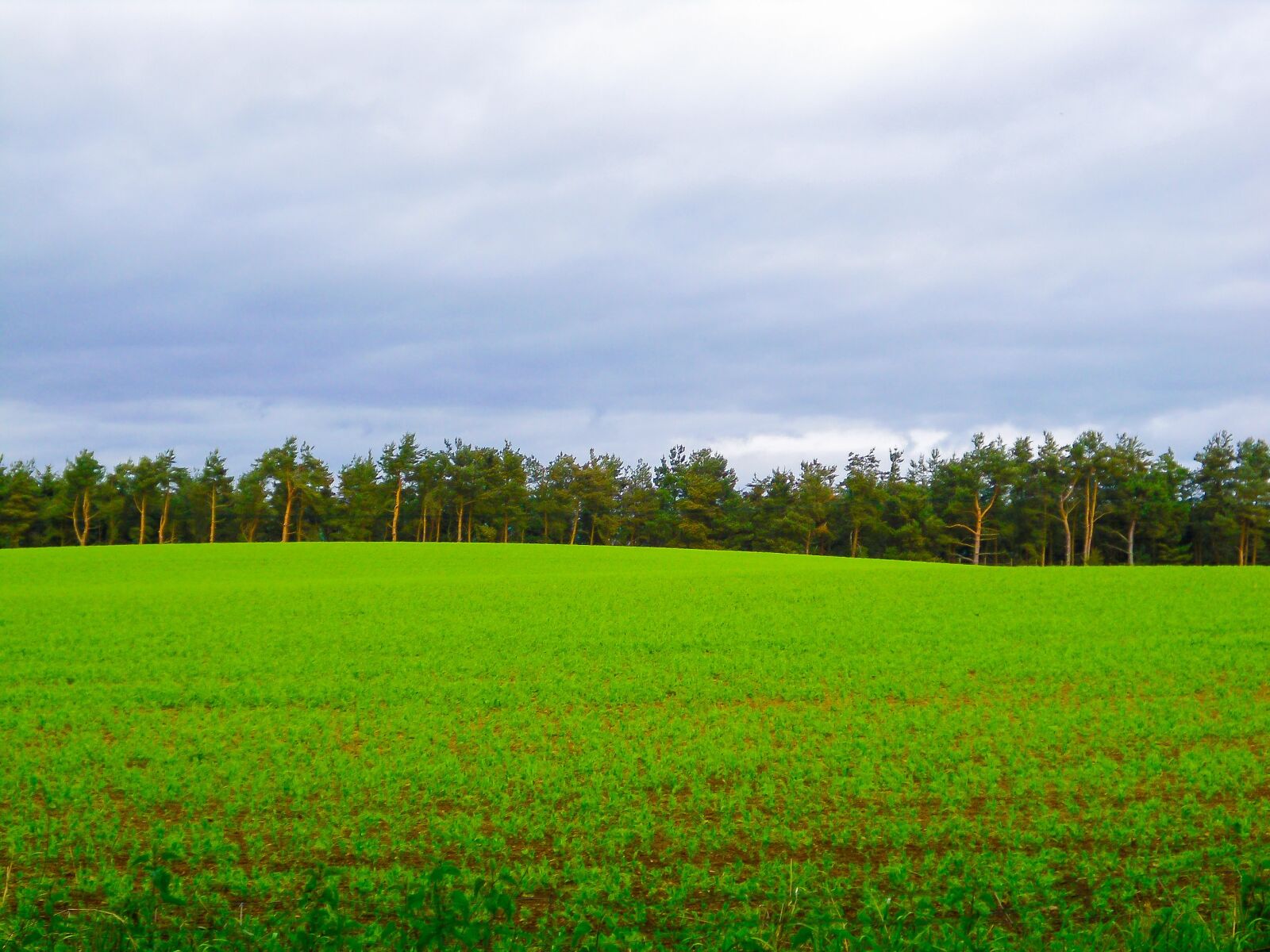 Rollei RCP CL200 sample photo. Farm field dunkeld scotland photography