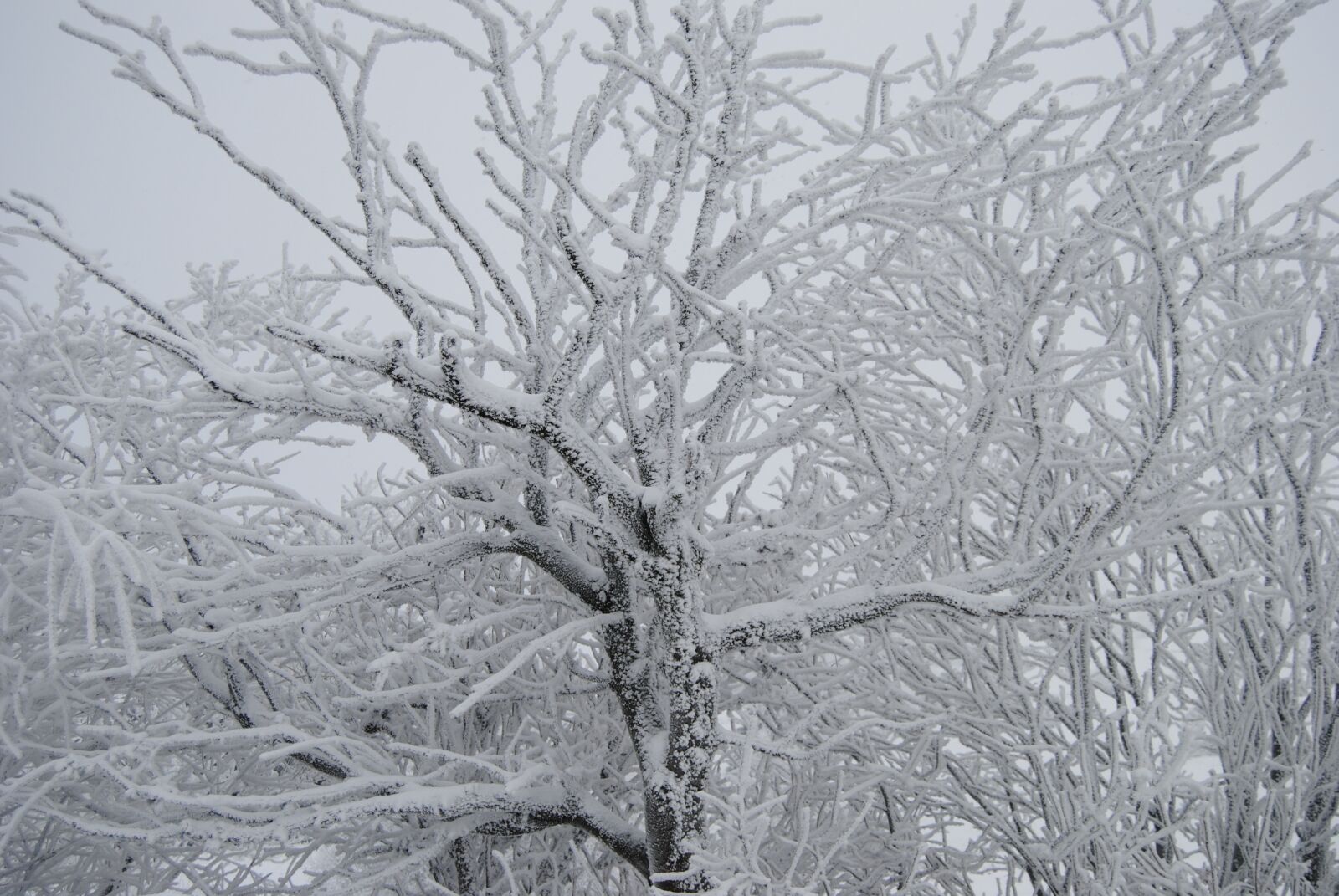 Nikon D3000 sample photo. Wintry, tree, snow photography