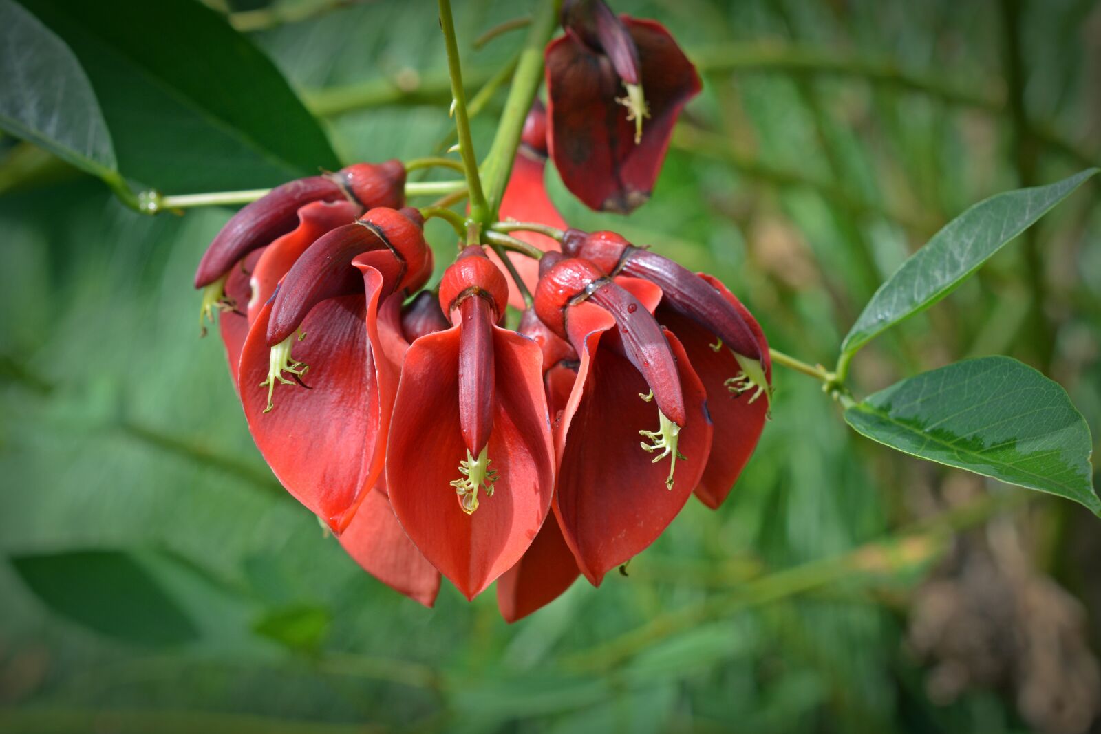 Nikon D5200 sample photo. Coral plant, fabaceae, erythrina photography