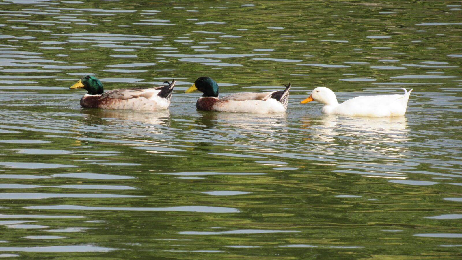 Canon PowerShot SX530 HS sample photo. Animals, ducks, swan photography