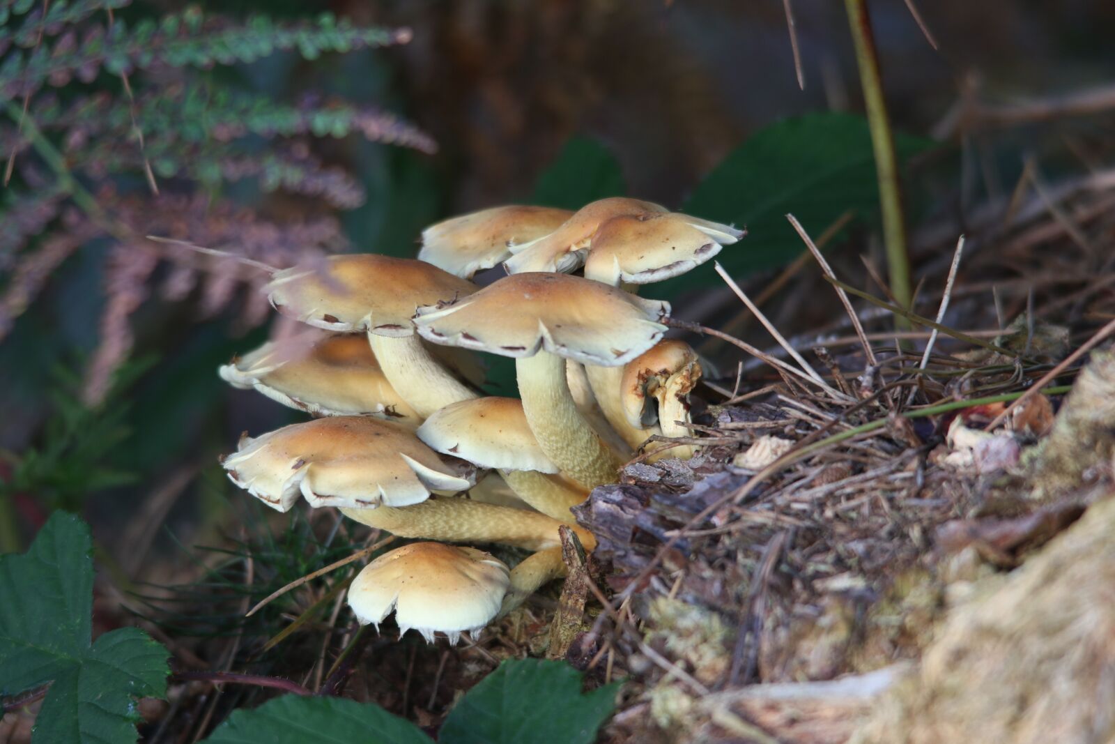 Canon EOS 7D Mark II sample photo. Mushroom, fungus, fungi photography