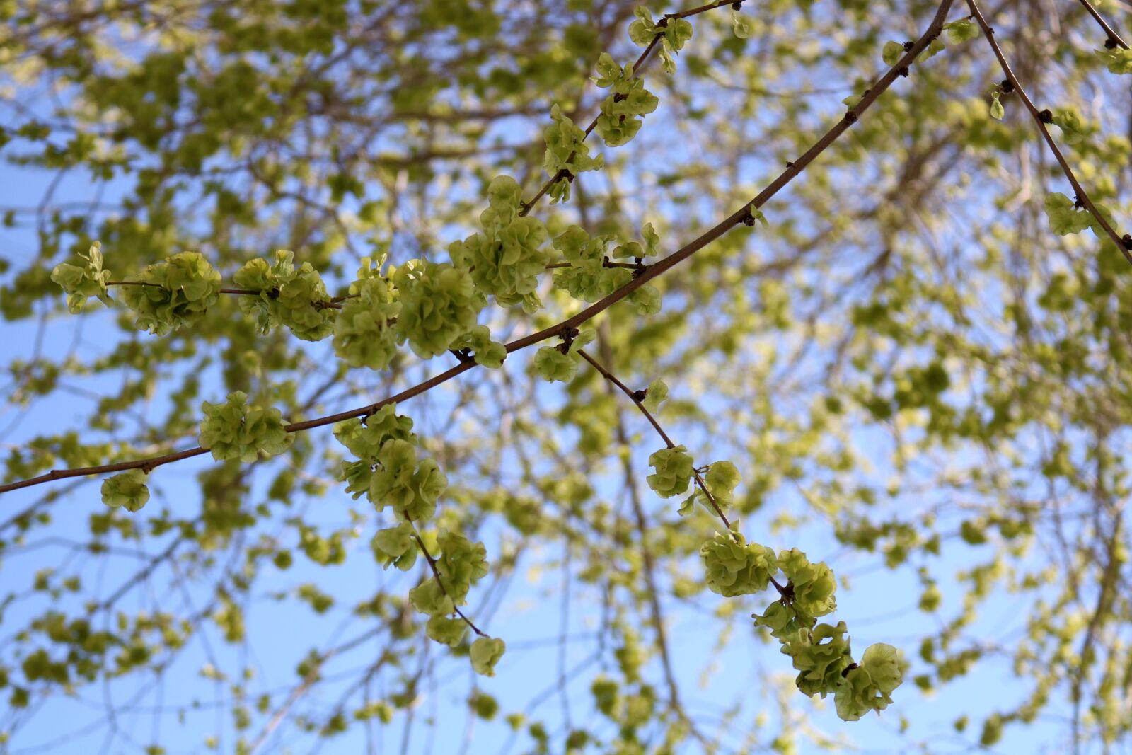 Canon EOS 750D (EOS Rebel T6i / EOS Kiss X8i) sample photo. Green, plant, tree photography