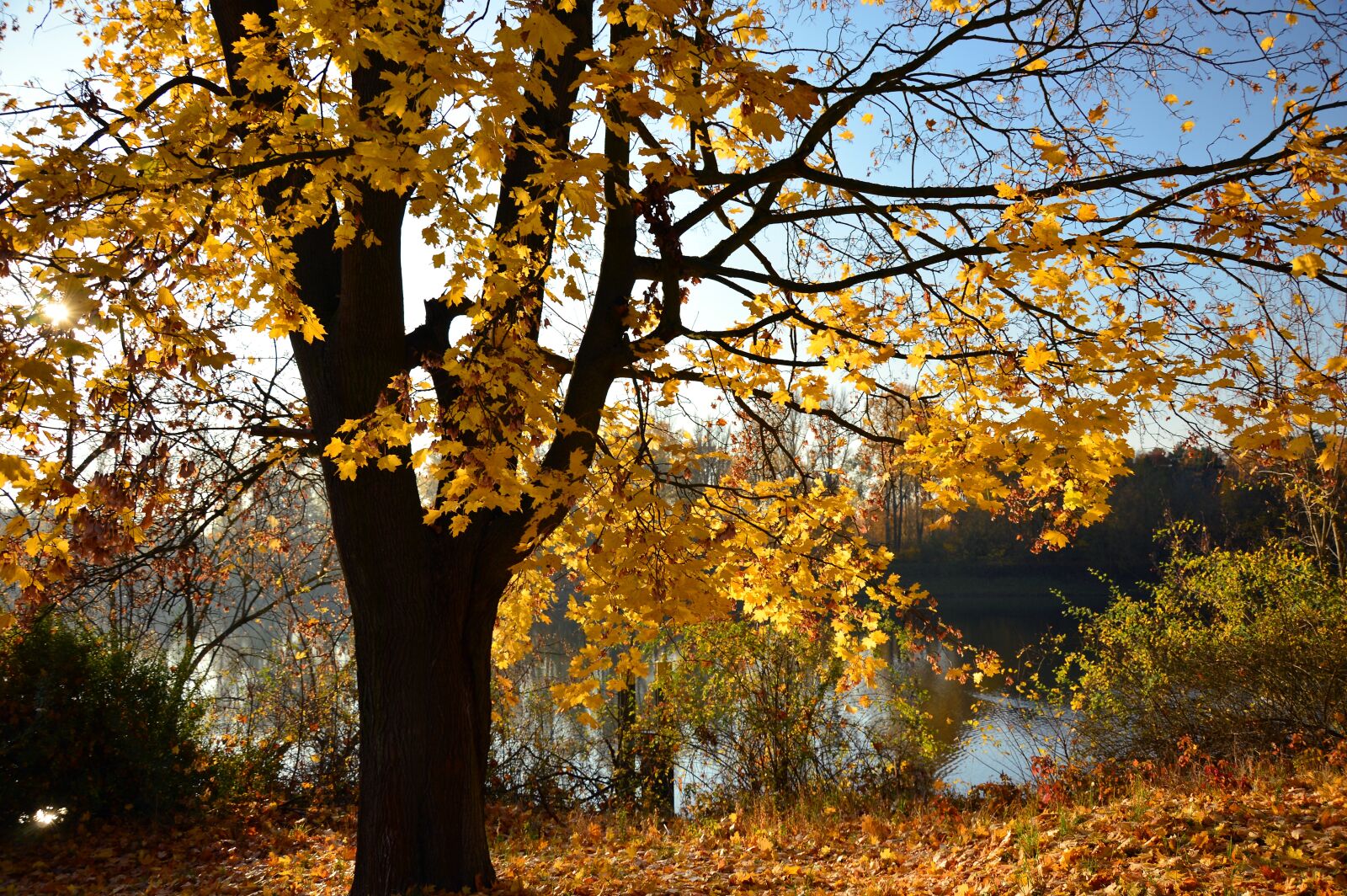 Nikon D3200 sample photo. Tree, deciduous tree, autumn photography