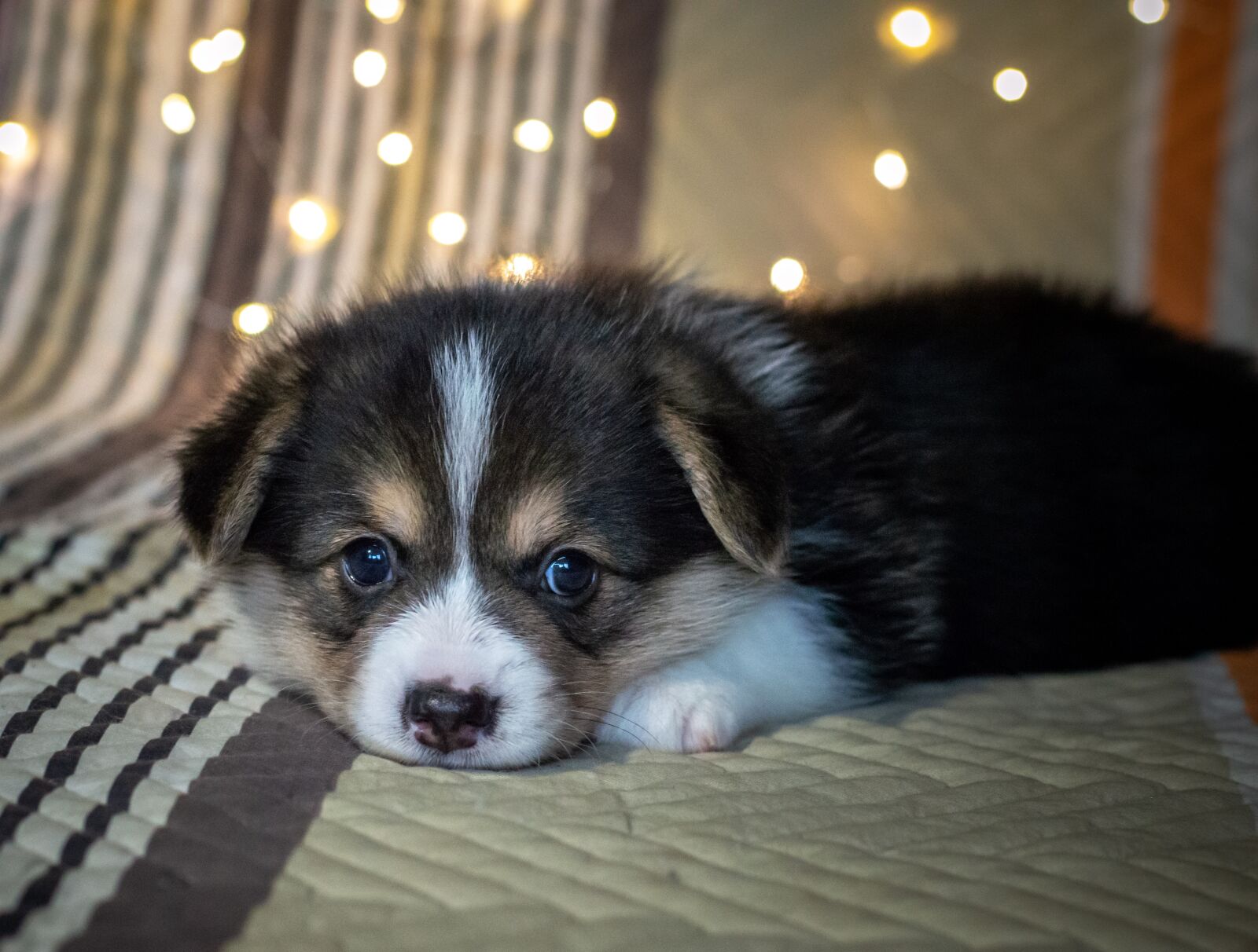 Nikon D3200 sample photo. Puppy, cute, dog photography