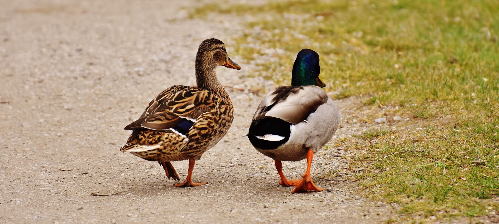 Nikon D7200 sample photo. Walk, pair, pair of photography