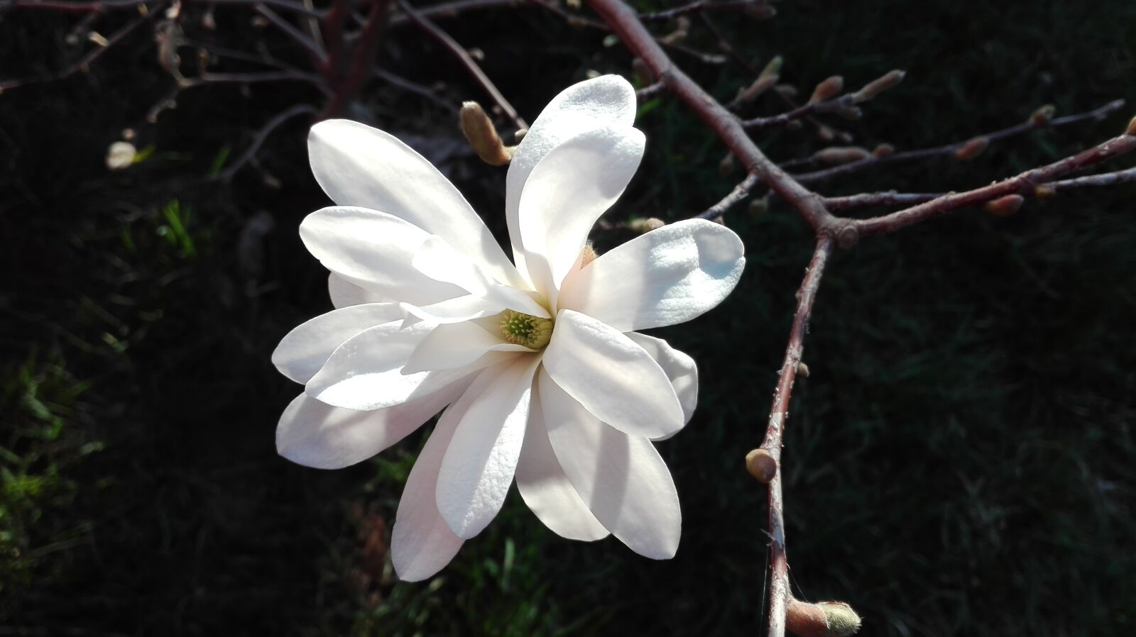 HUAWEI P8 Lite sample photo. Flower, magnolia, nature photography