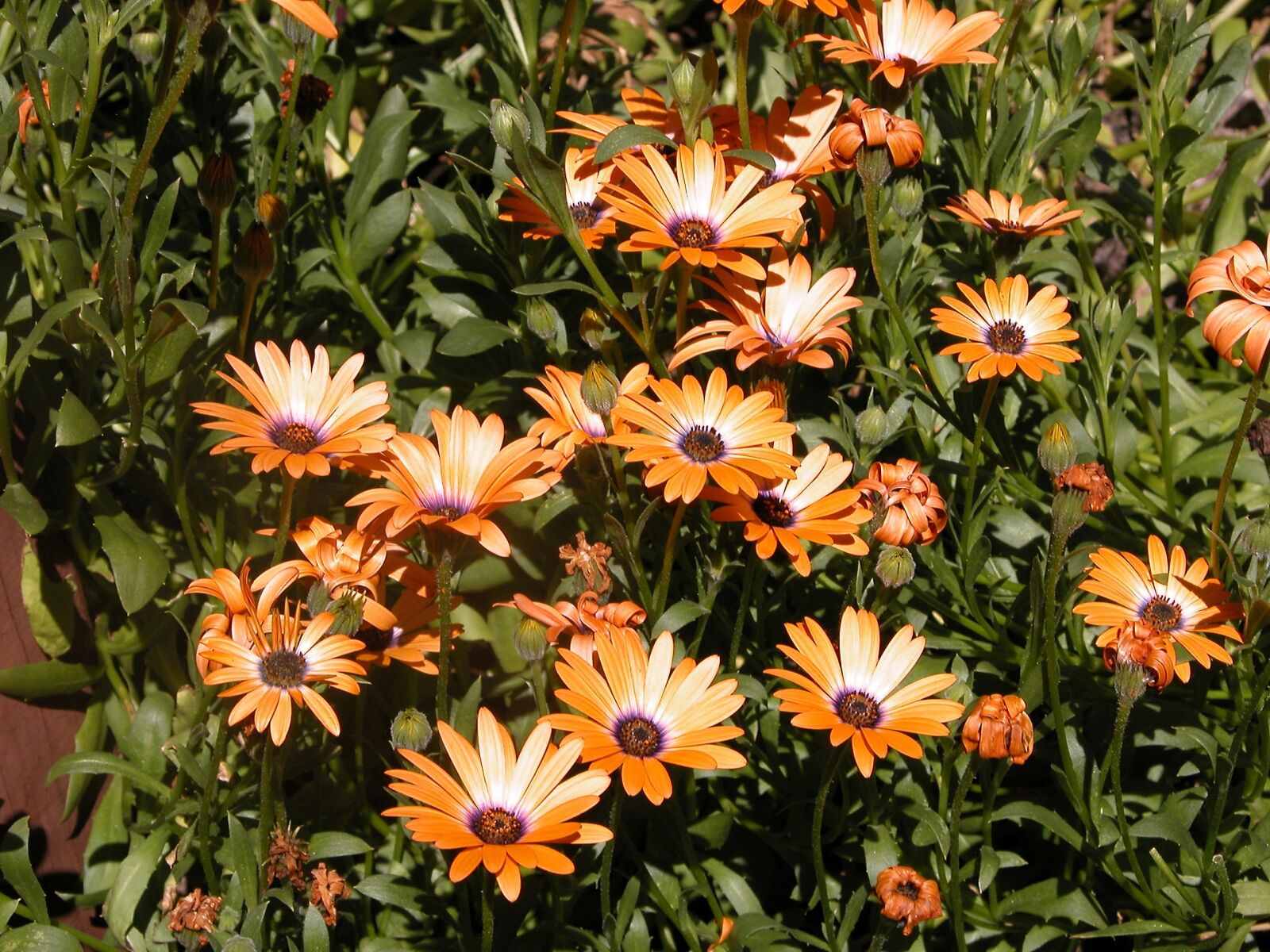 Nikon E5700 sample photo. Flower, summer, garden photography