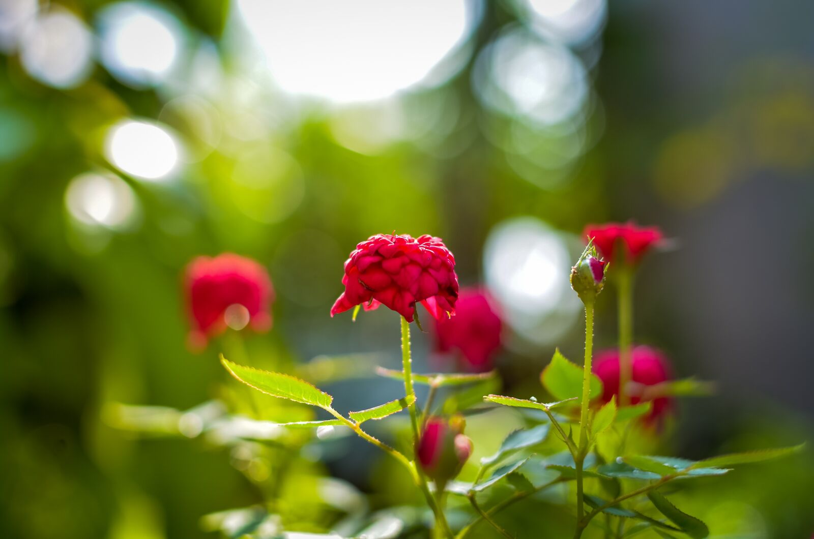 Nikon D5100 sample photo. Roses, beautiful flowers, flaunted photography