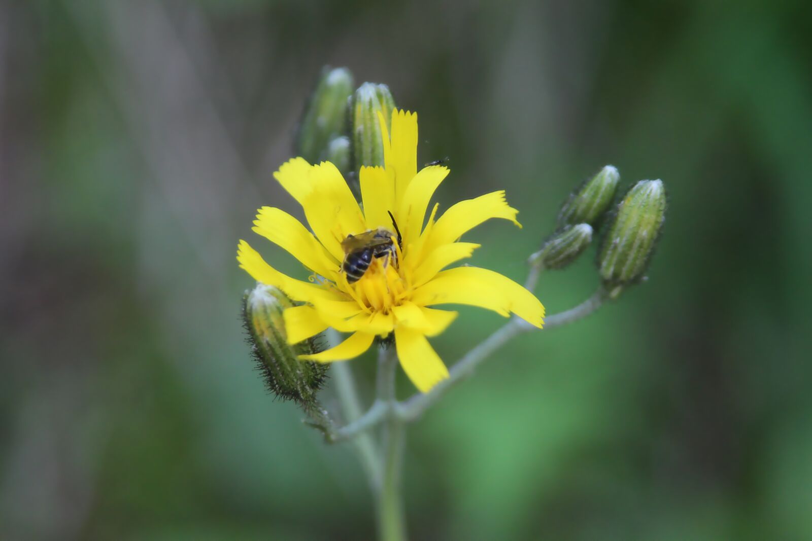 Canon EOS 650D (EOS Rebel T4i / EOS Kiss X6i) sample photo. Macro, flower, insect photography