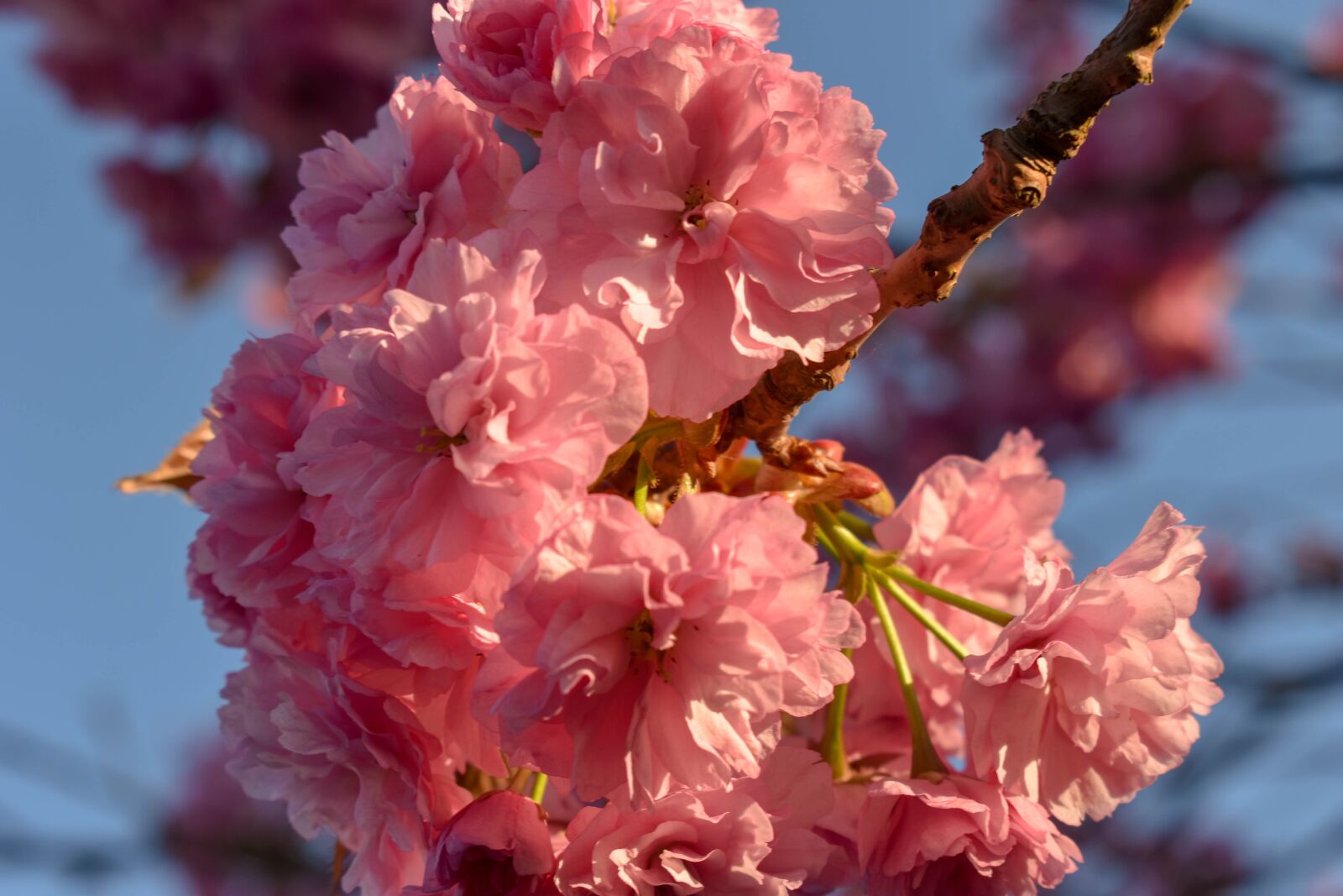 Nikon D3500 sample photo. Cherry, cherry blossom, cherry photography