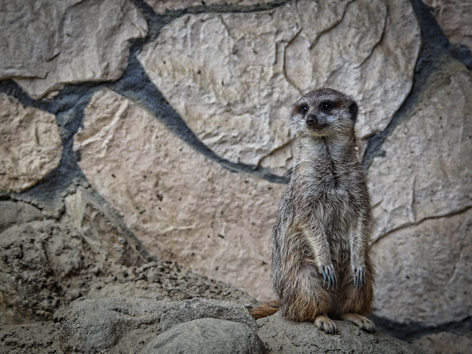 Sony SLT-A58 sample photo. Surykatka, zoo, mammal photography