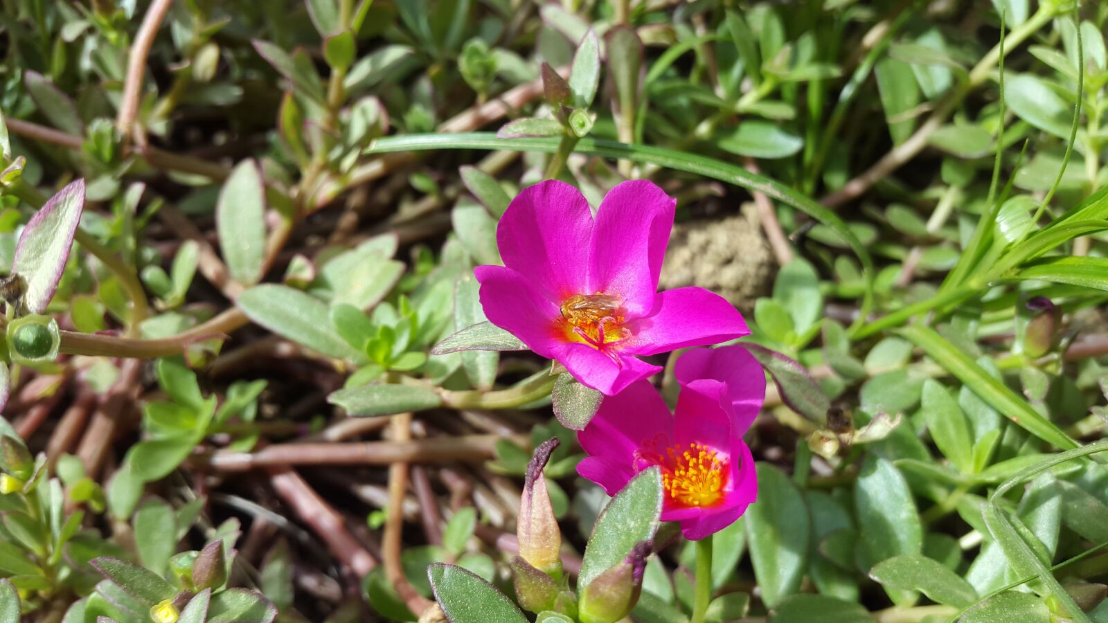 Samsung Galaxy S5 sample photo. Flowers, wild flower, purple photography