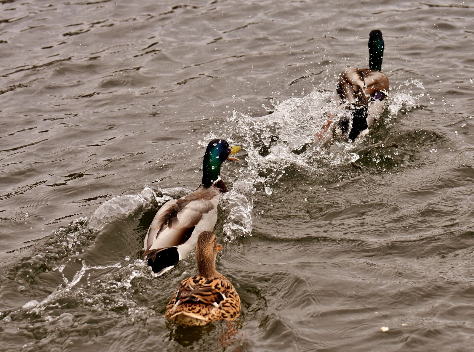 Nikon D7200 sample photo. Chase, ducks, mallards photography
