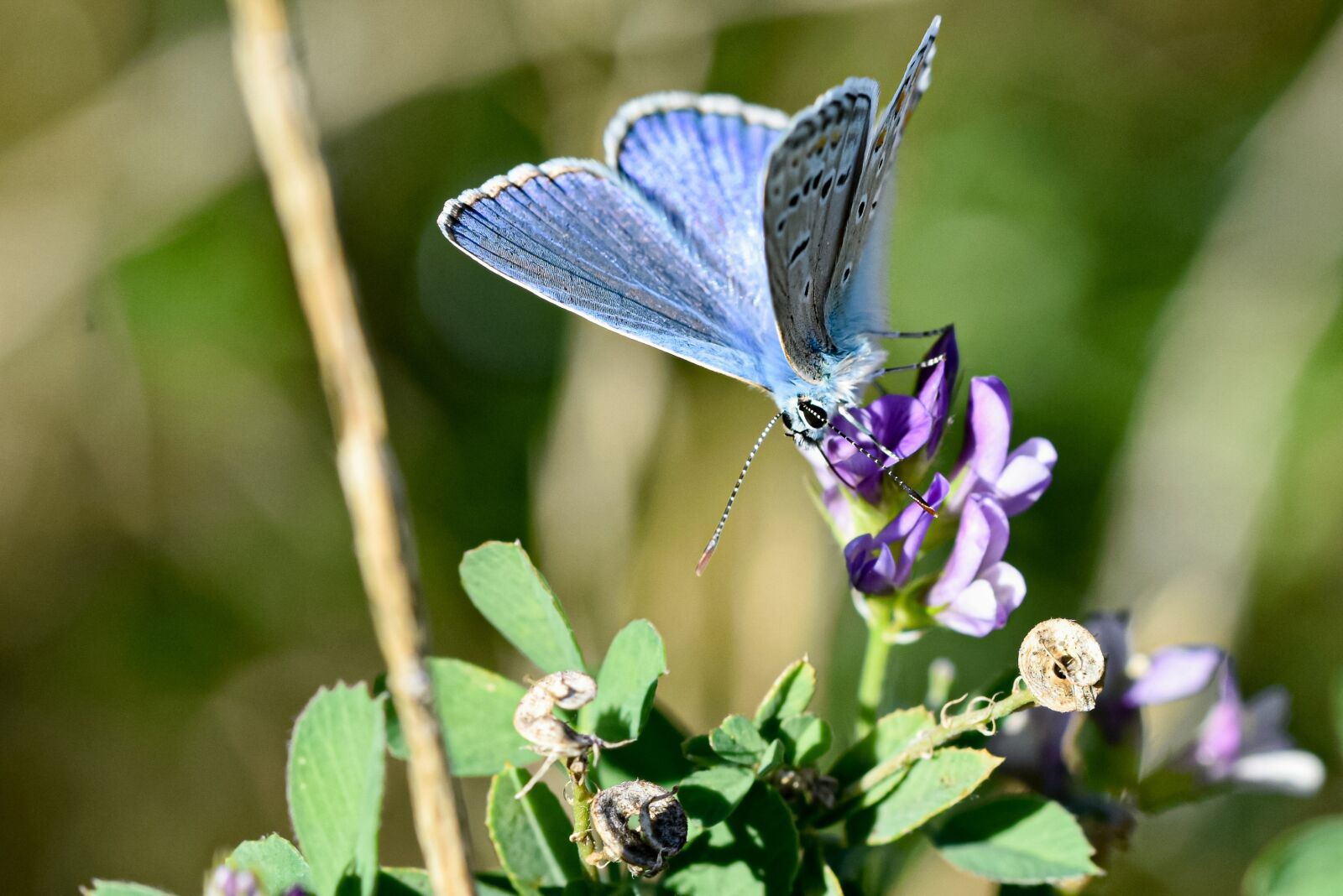 Nikon D7200 sample photo. Butterfly, azure, flower photography