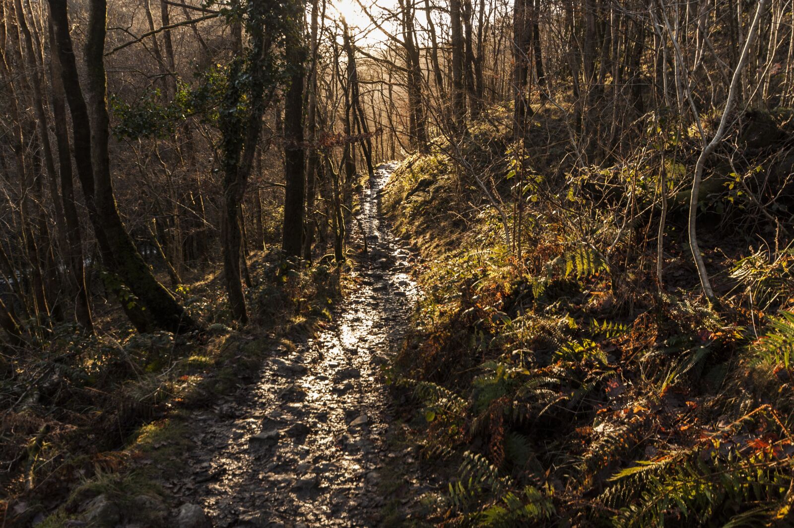 Nikon D90 sample photo. Forest, trail, path photography