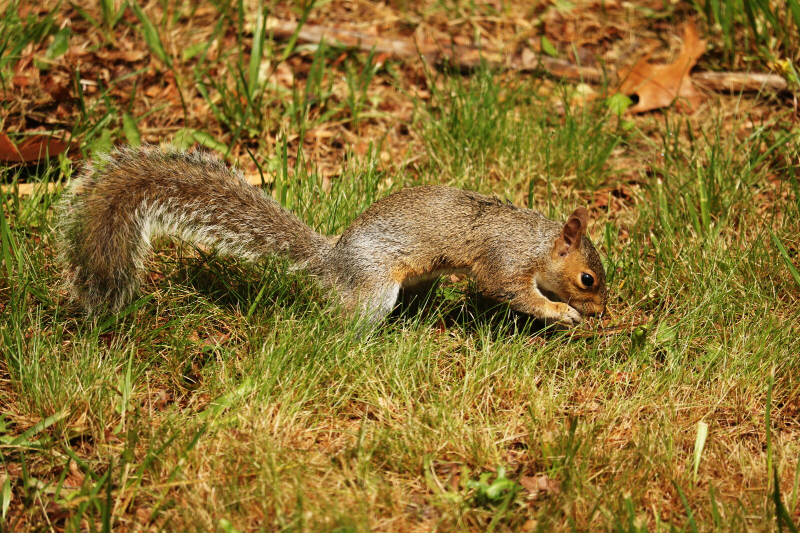 Canon EOS 760D (EOS Rebel T6s / EOS 8000D) sample photo. Animal, fluffy, mammal, rodean photography