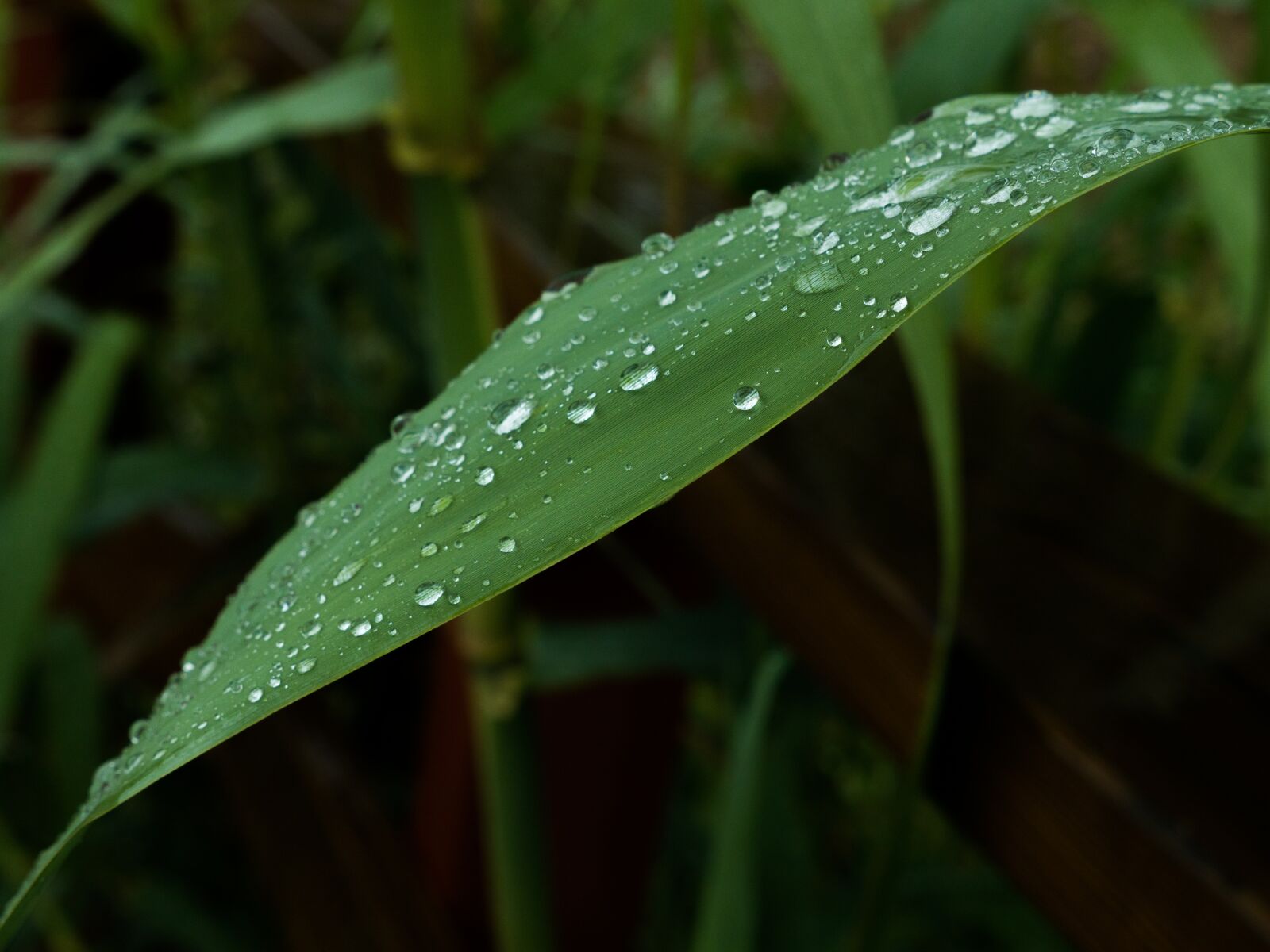 Panasonic Lumix DMC-GH3 + Panasonic Lumix G X Vario 12-35mm F2.8 ASPH Power OIS sample photo. Leaves, drops, rain photography