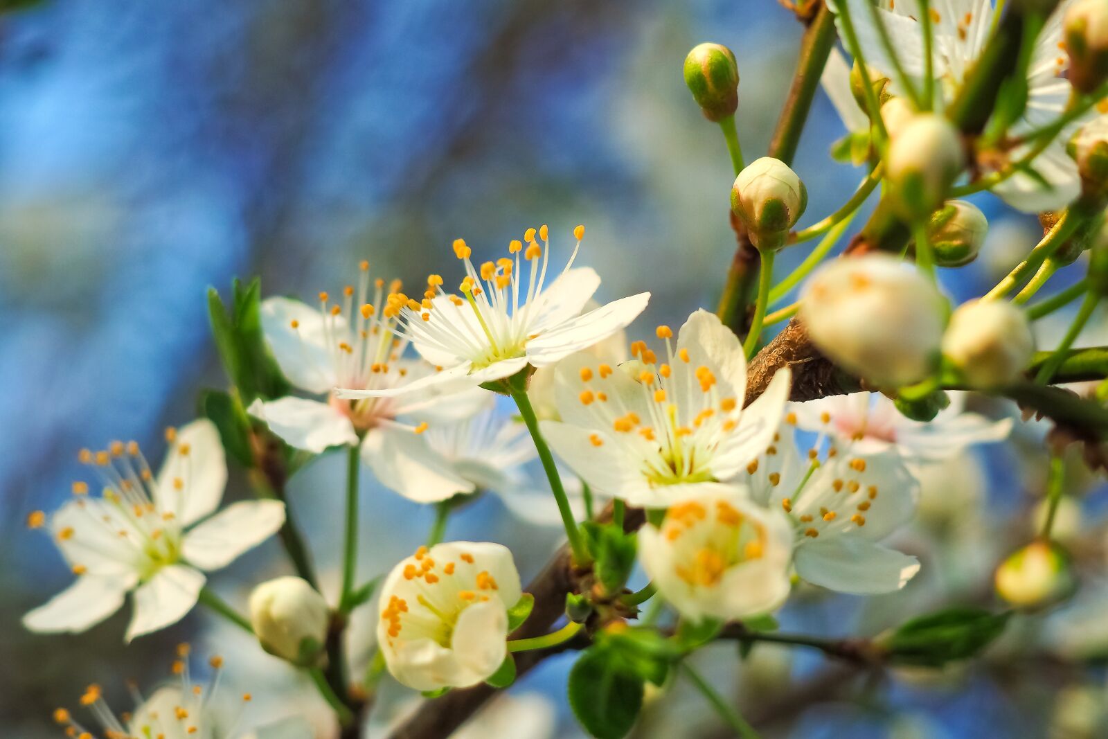Olympus OM-D E-M10 sample photo. Sour cherry, tree, nature photography