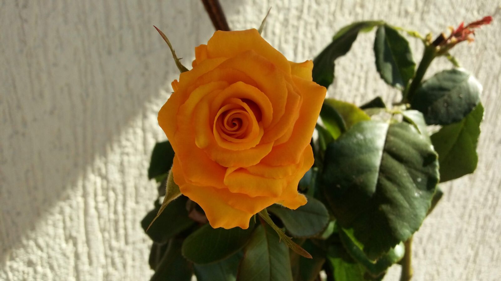 LG K430TV sample photo. Rosa, yellow rose, flower photography