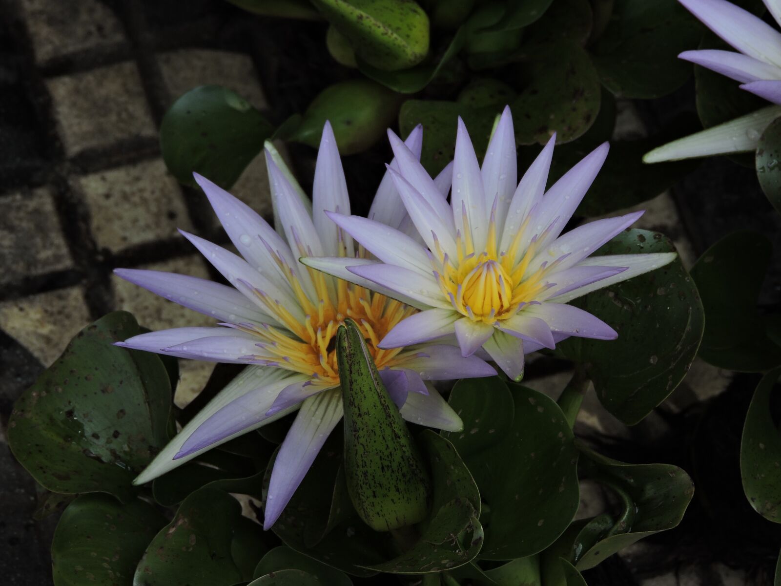 Nikon Coolpix P530 sample photo. Flower, white, garden photography