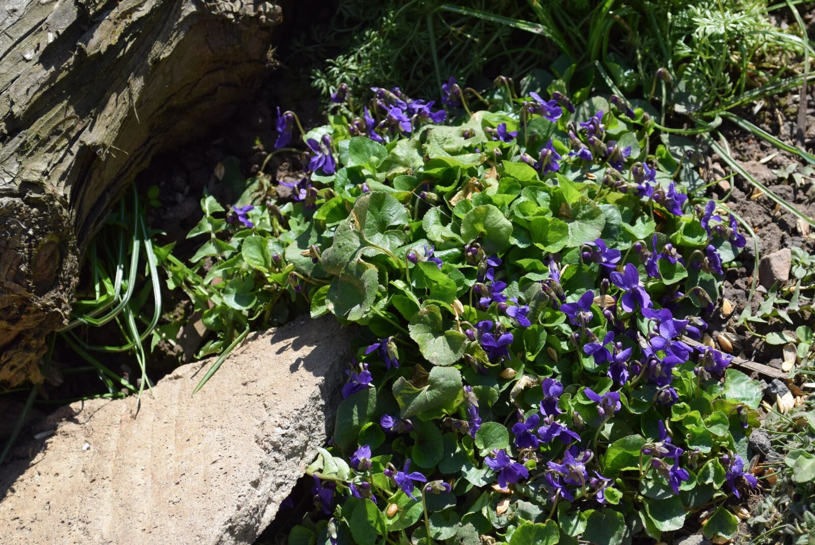 Nikon D5300 sample photo. Flower, flora, leaf photography