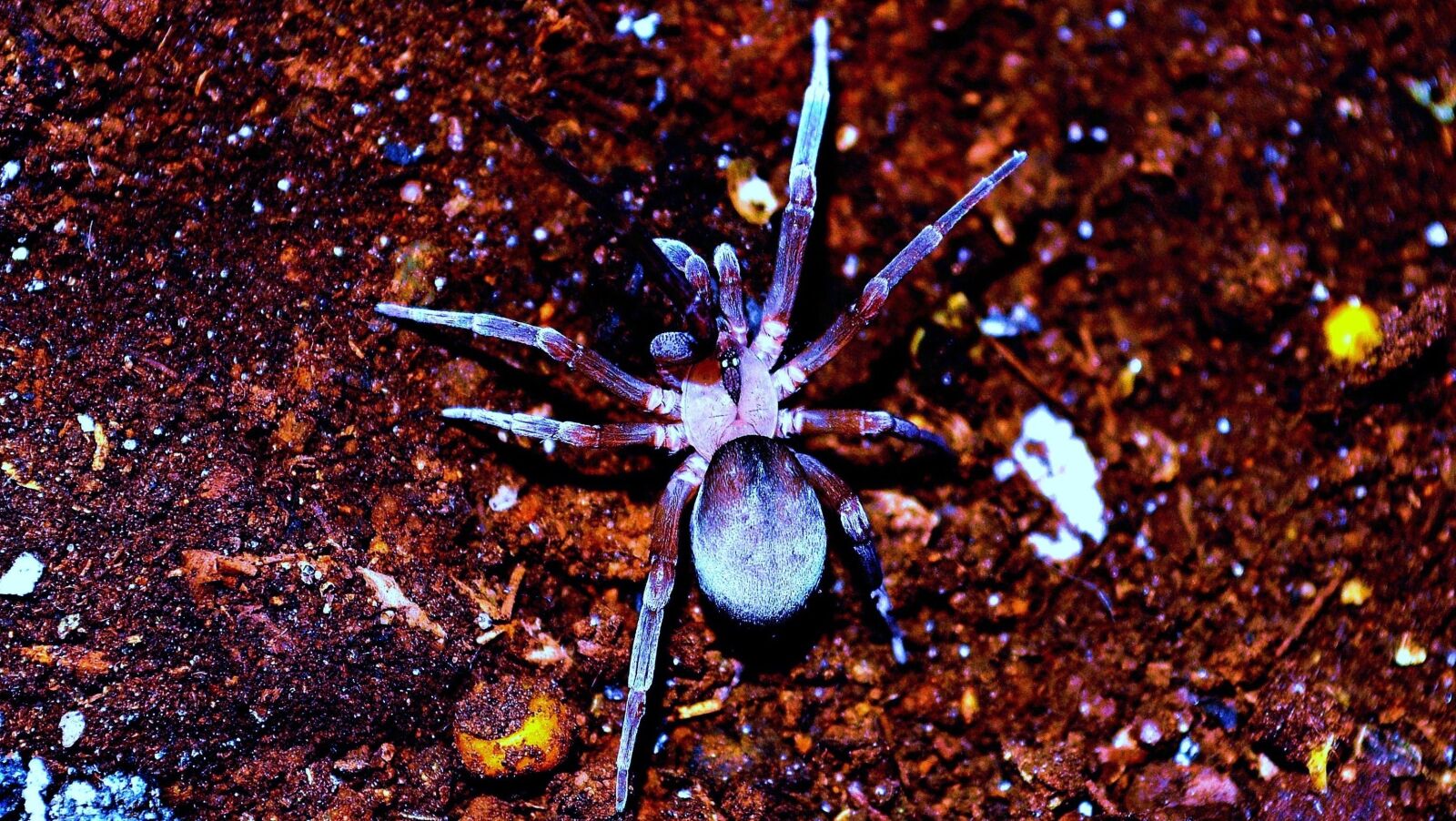 Nikon D3100 sample photo. Spider, poisonous, arachnid photography
