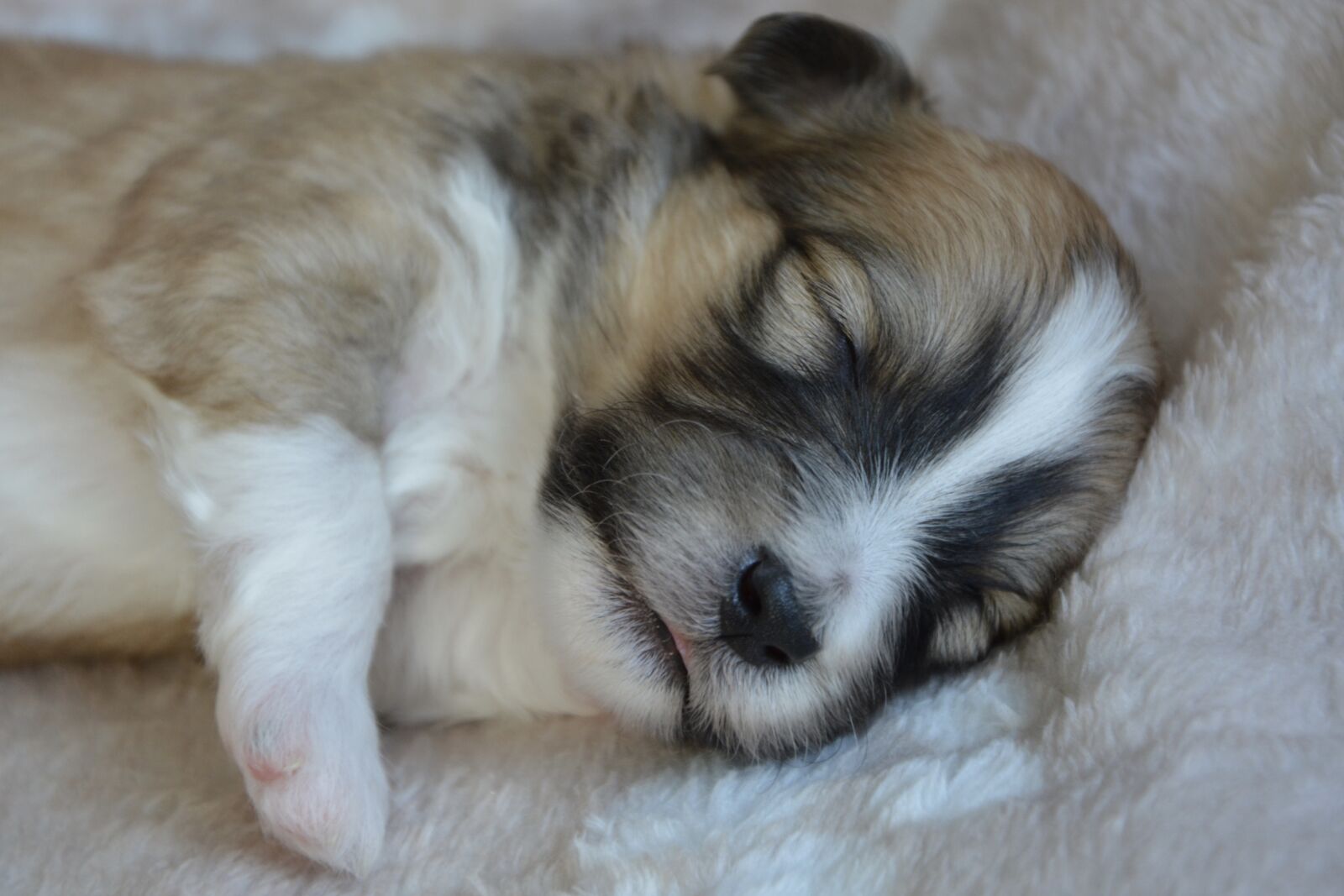Nikon D5200 sample photo. Dog, puppy, puppy sleeping photography