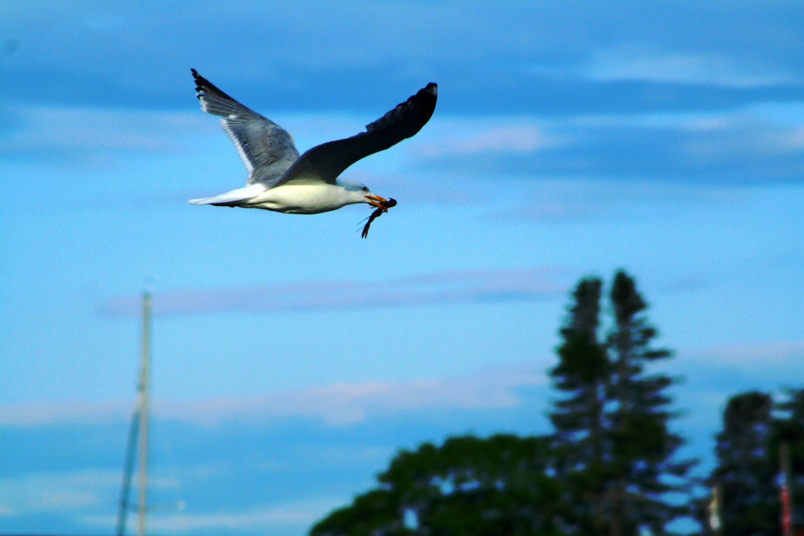 Canon EOS 1000D (EOS Digital Rebel XS / EOS Kiss F) sample photo. Seagull, shrimp, sea photography