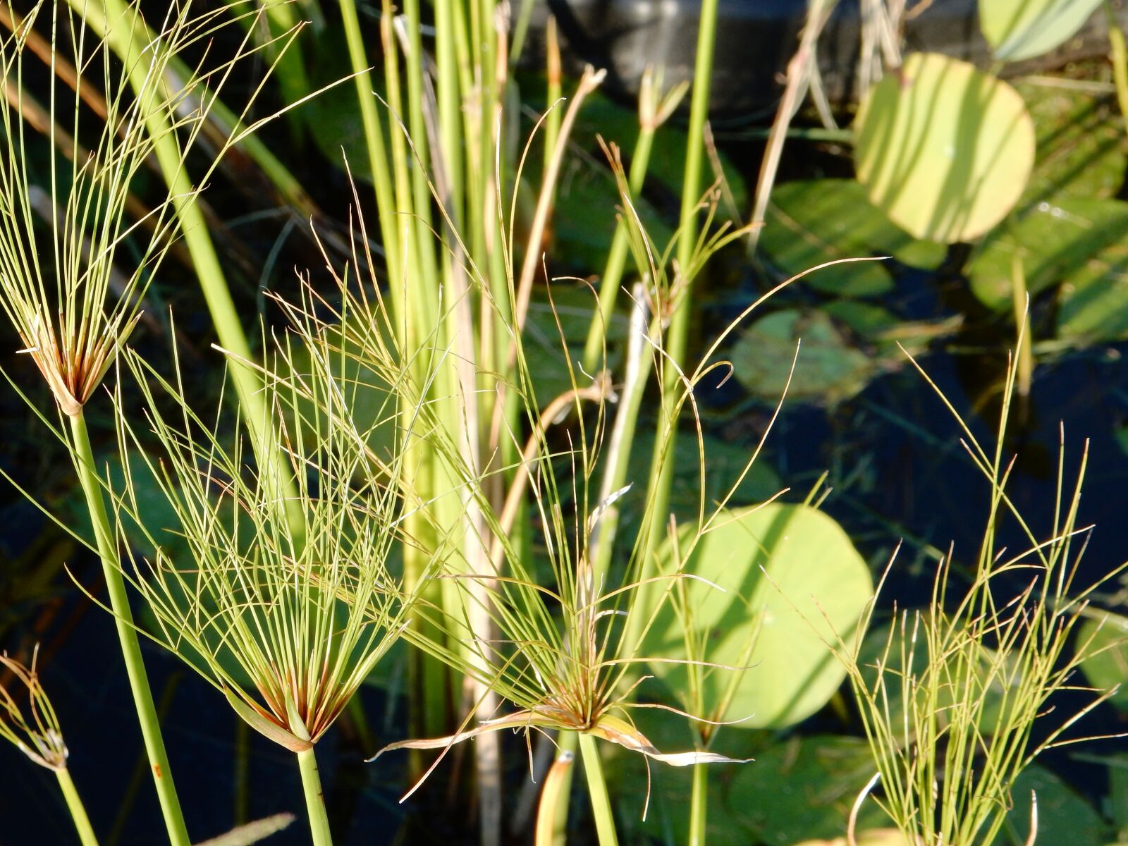 Nikon Coolpix S9700 sample photo. Water flower, garden, green photography
