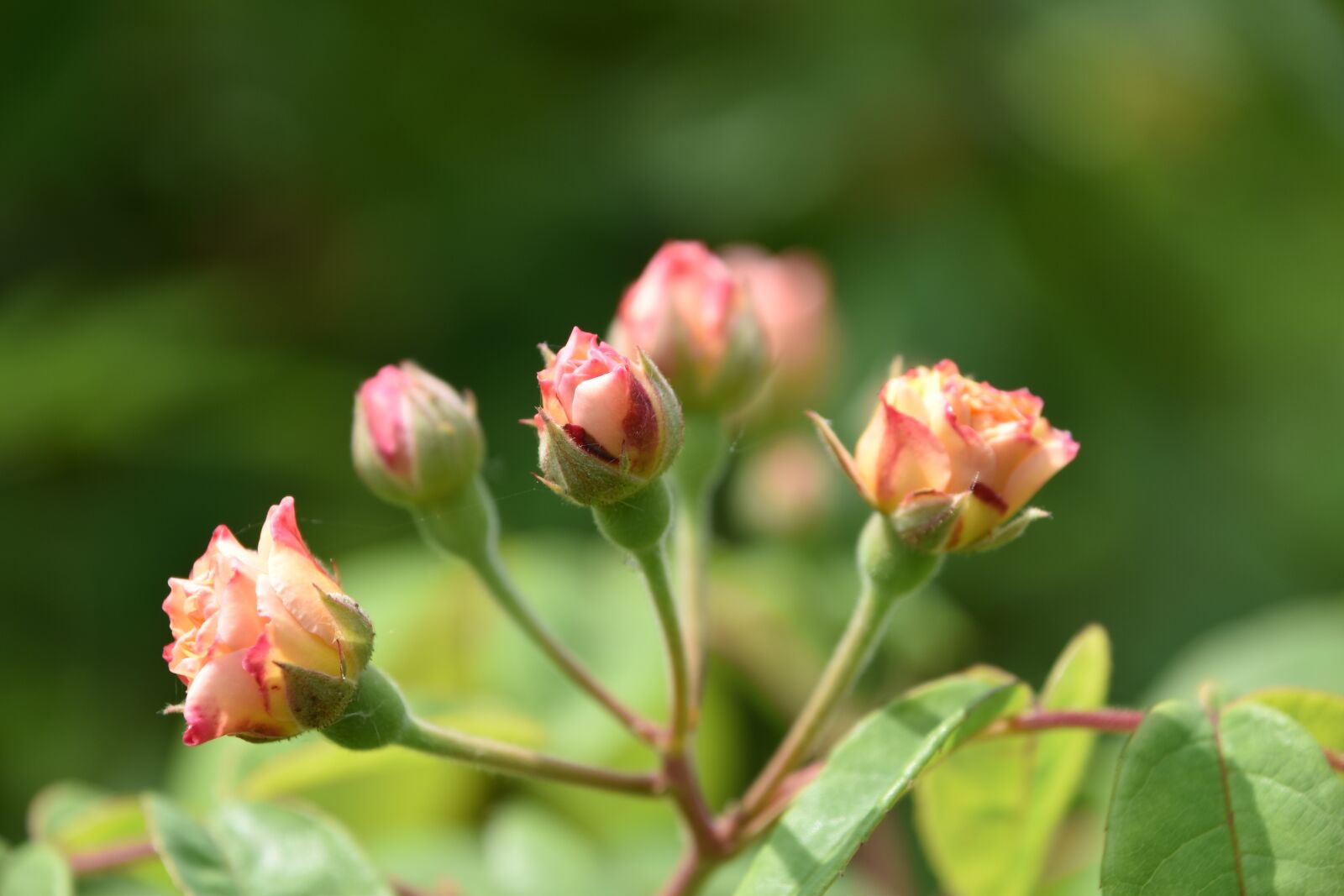 Nikon D5600 sample photo. Roses, flowers, nature photography