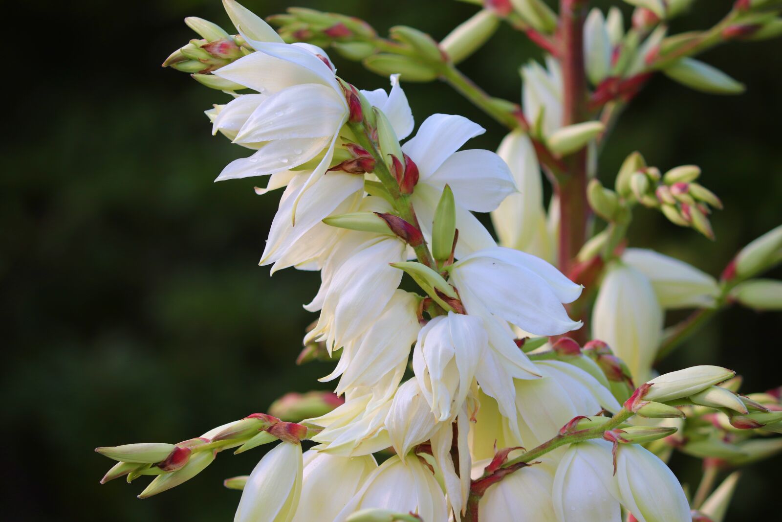 Canon EOS 200D (EOS Rebel SL2 / EOS Kiss X9) sample photo. Palm lily, filamentous palm photography